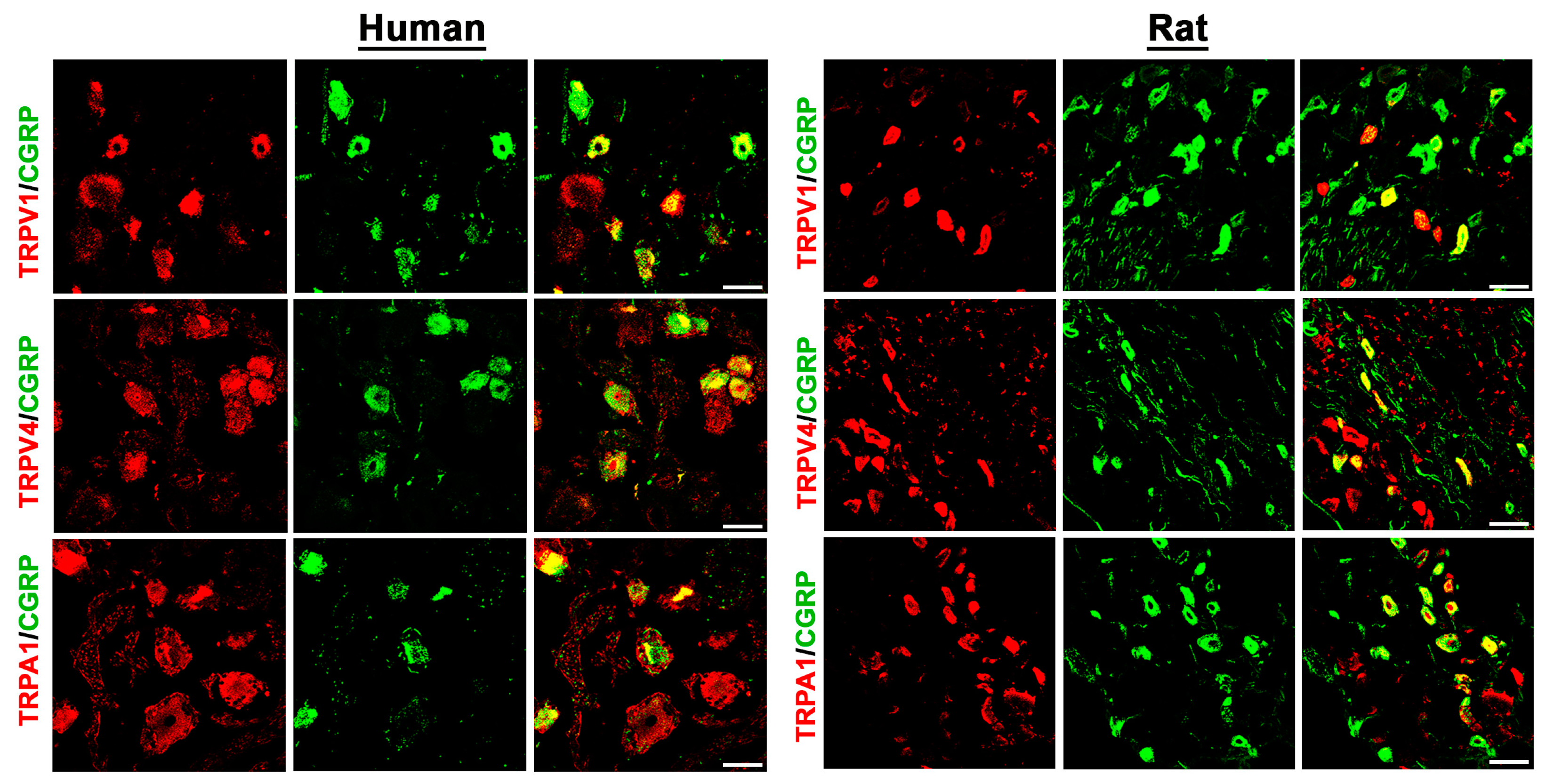 Cells 14 00694 g001