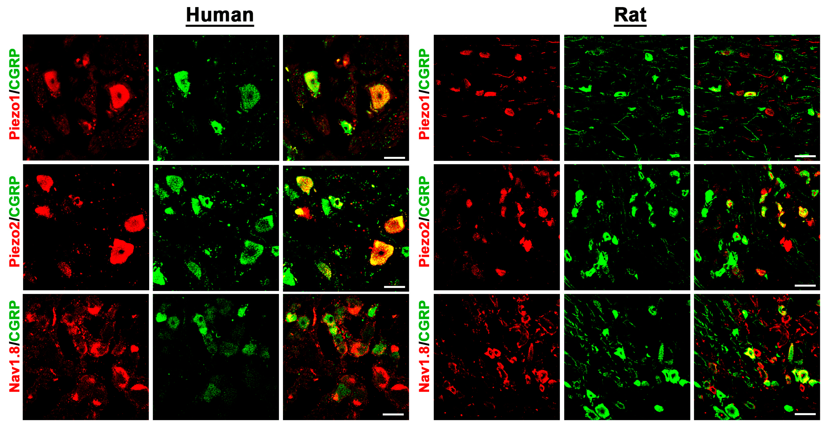 Cells 14 00694 g002
