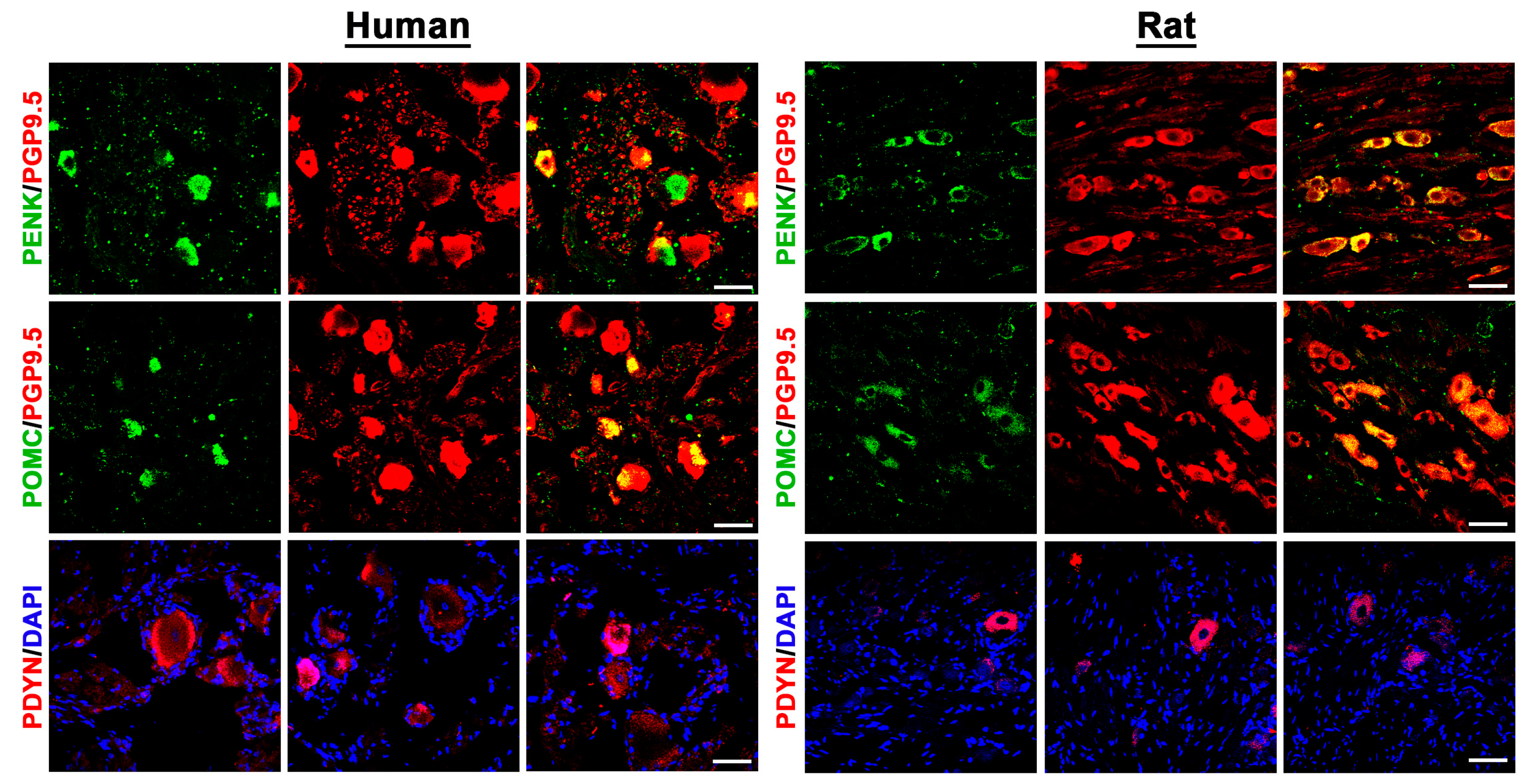 Cells 14 00694 g005