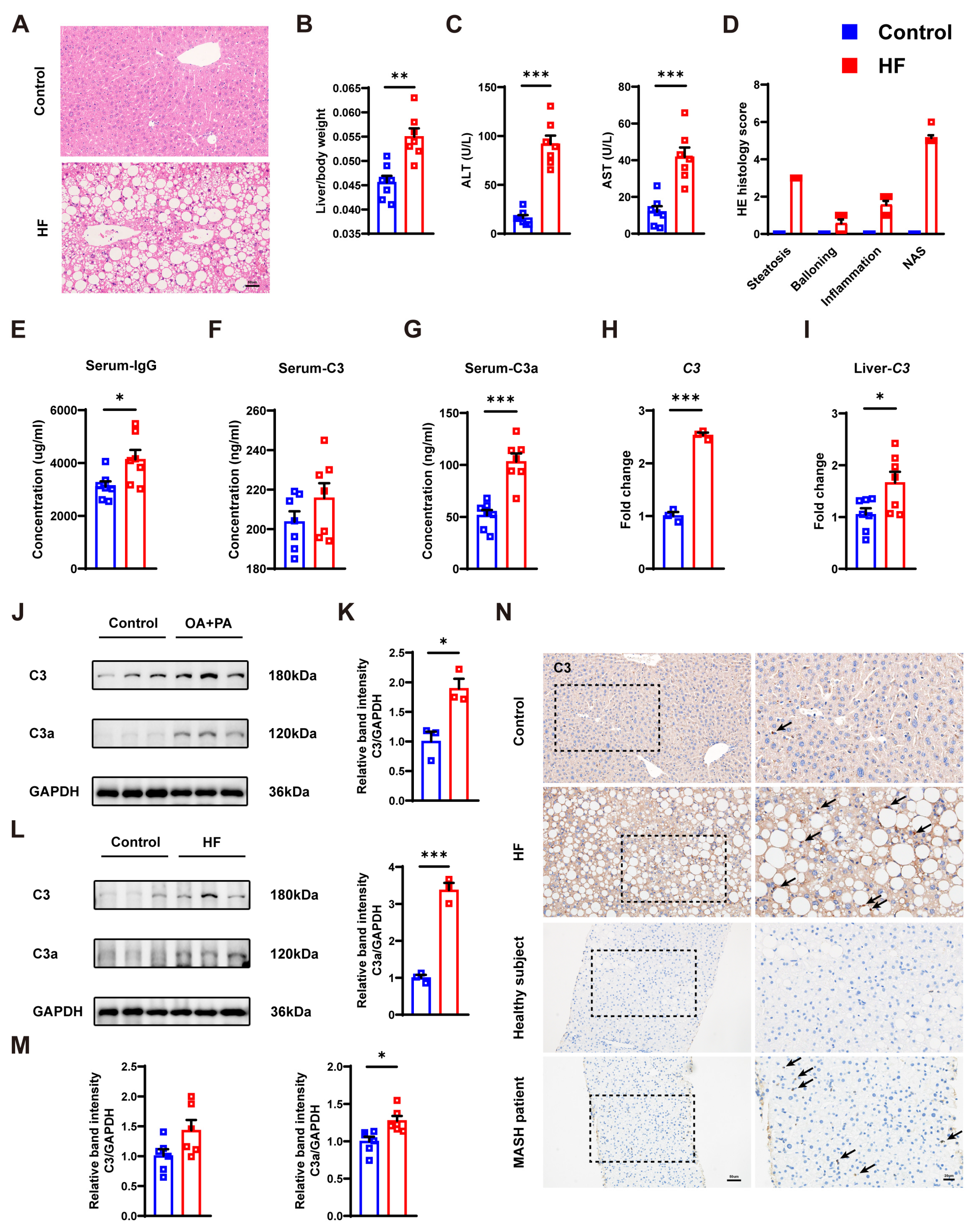 Cells 14 00740 g001 Cells 14 00740 g001