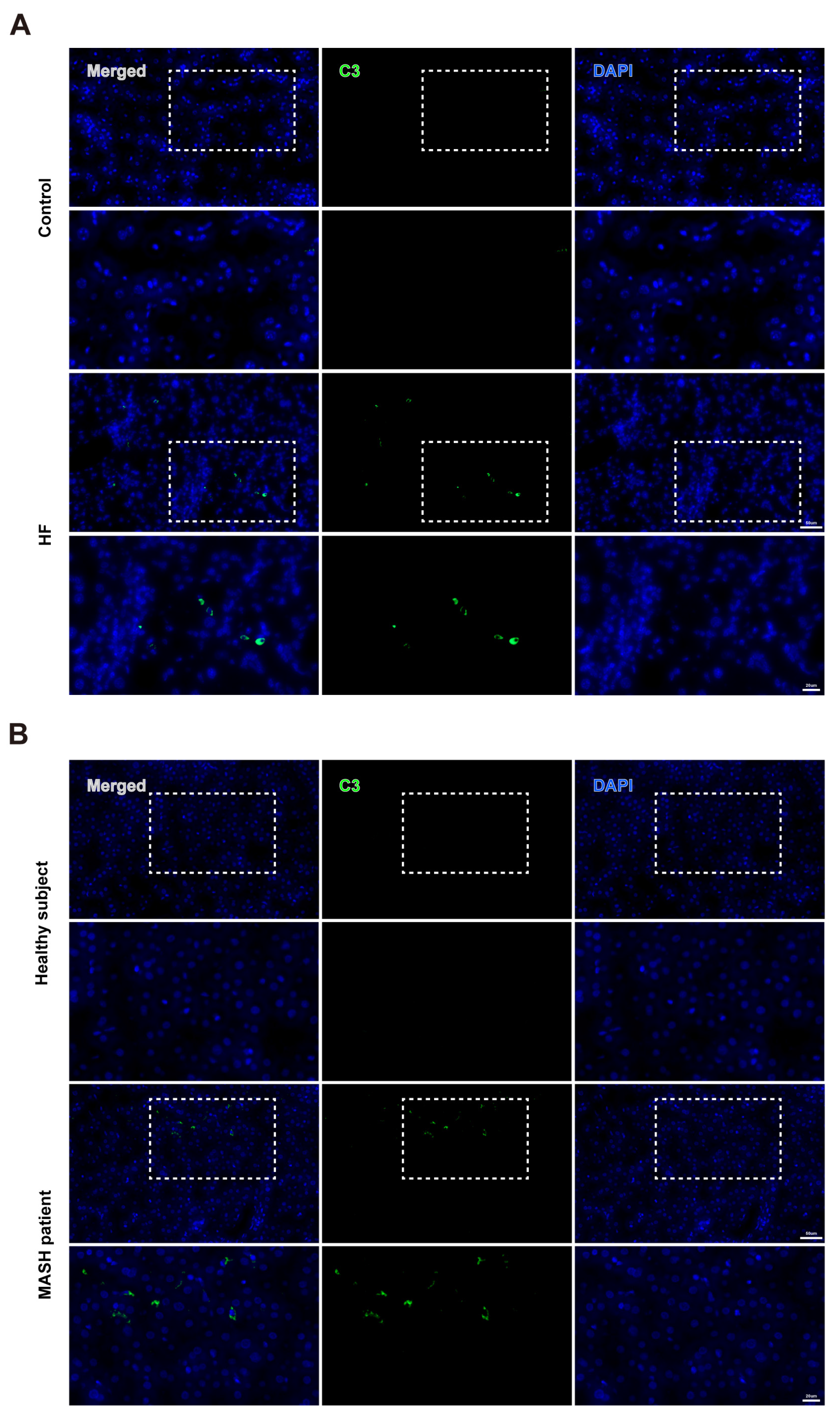 Cells 14 00740 g002 Cells 14 00740 g002