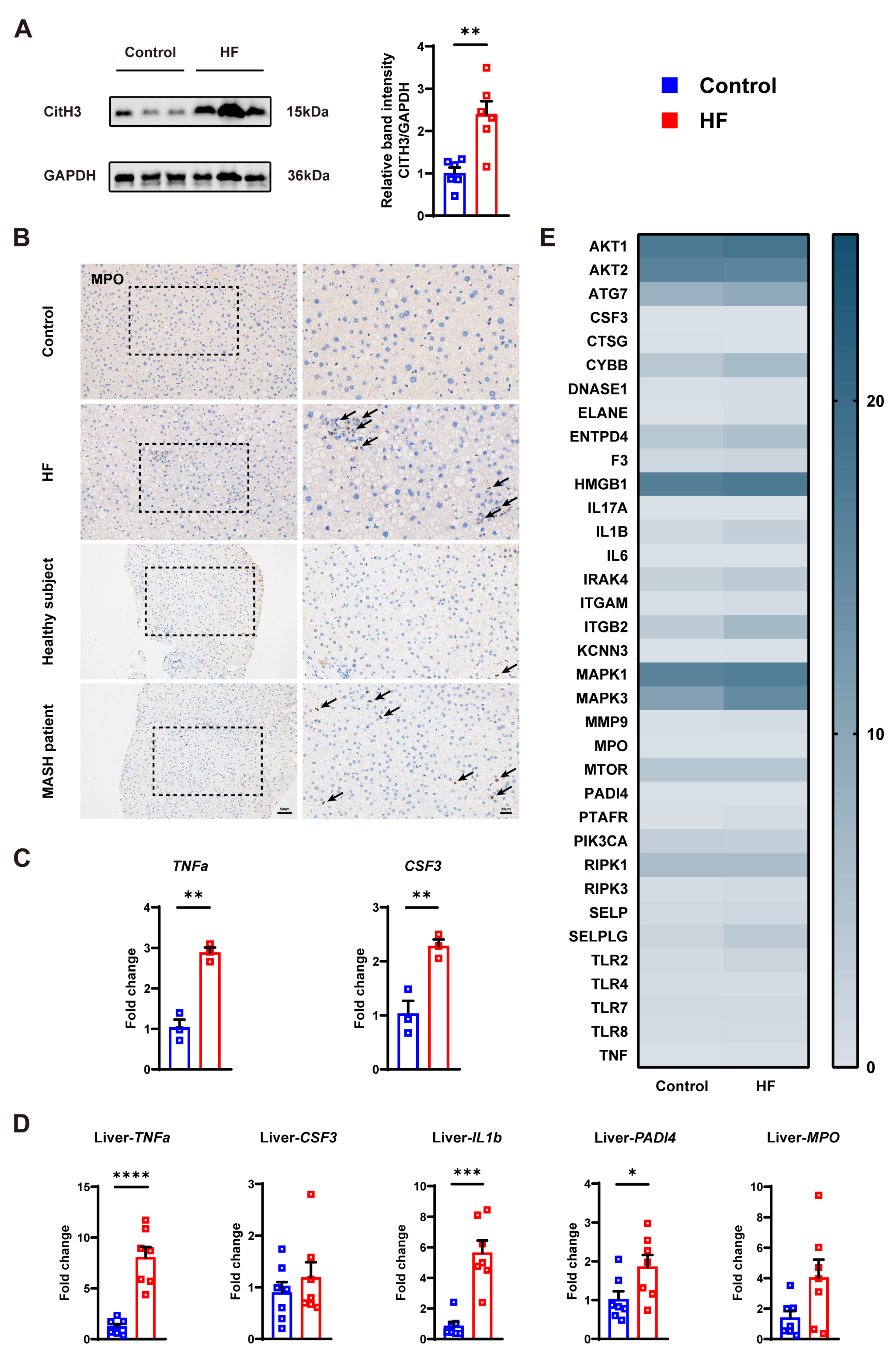 Cells 14 00740 g003 Cells 14 00740 g003