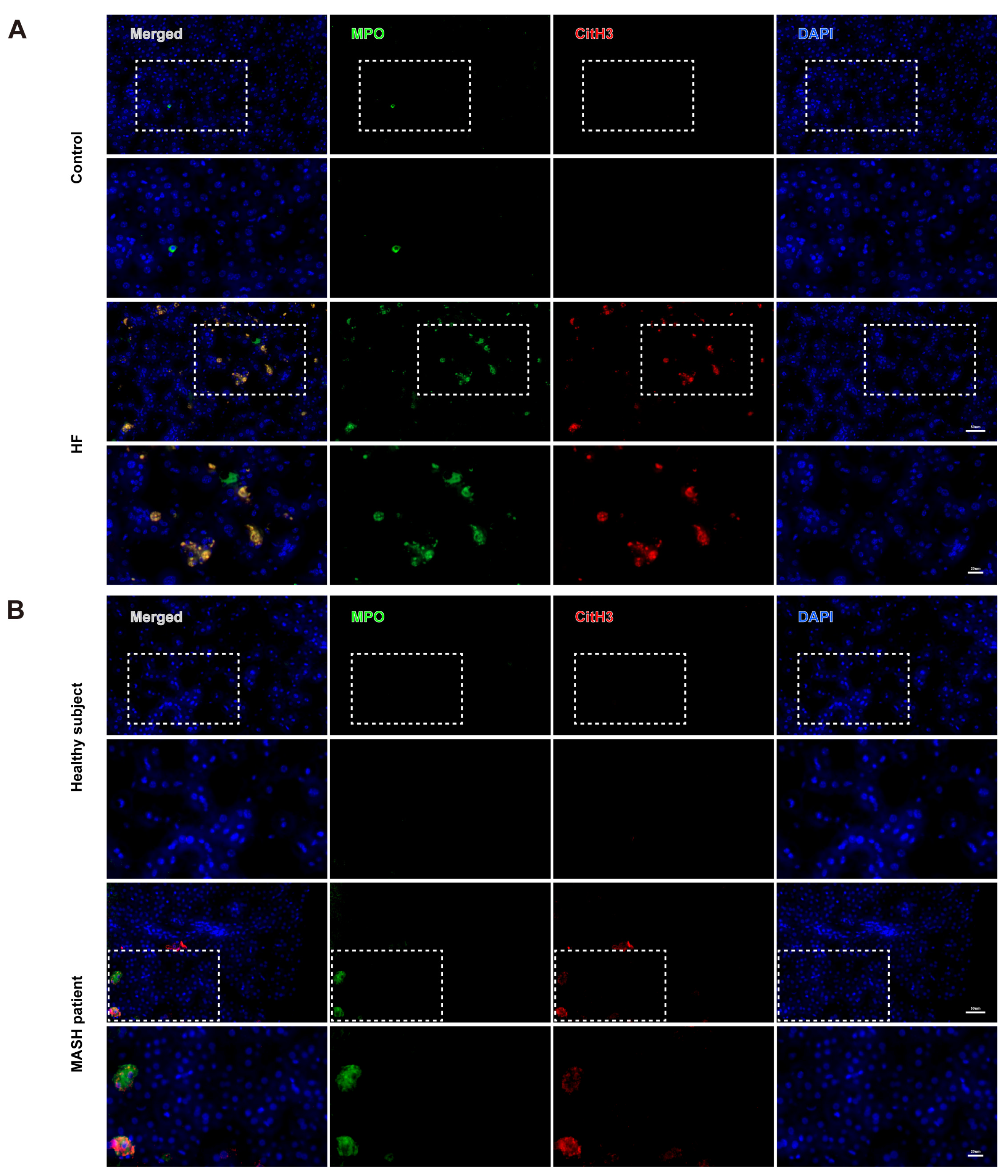 Cells 14 00740 g004 Cells 14 00740 g004