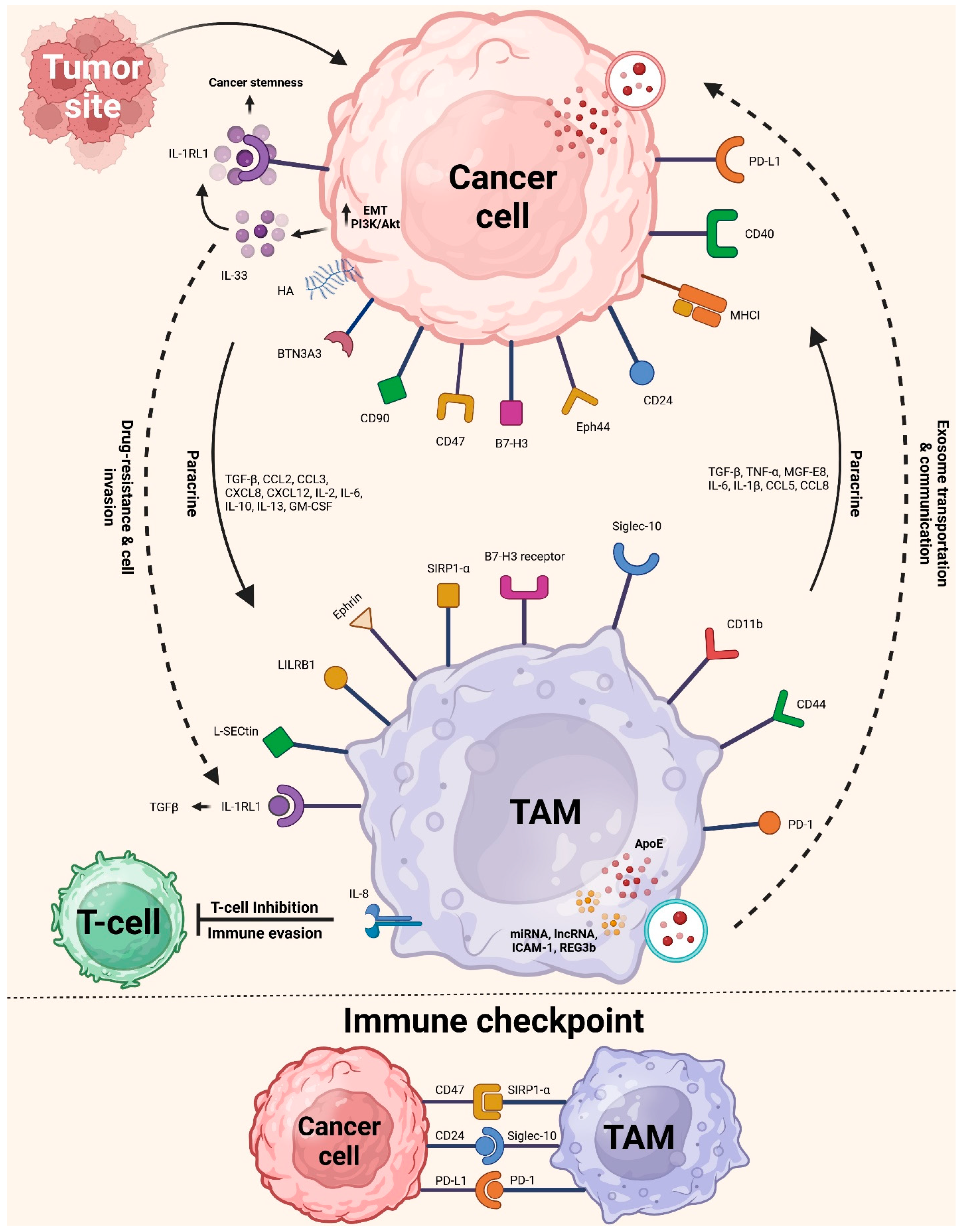 Targeted Immunity Tumor-Associated Macrophages: Polarization, Immunoregulation, and ...