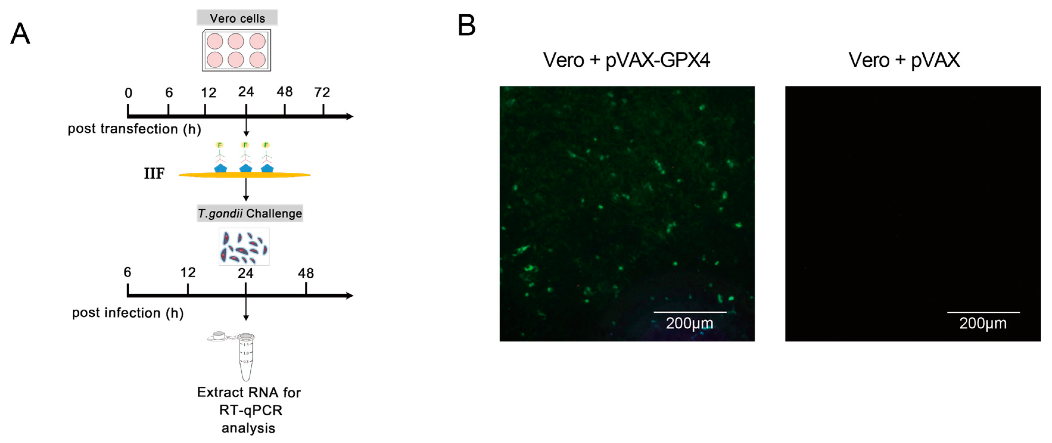 Cells 14 00756 g008 Cells 14 00756 g008