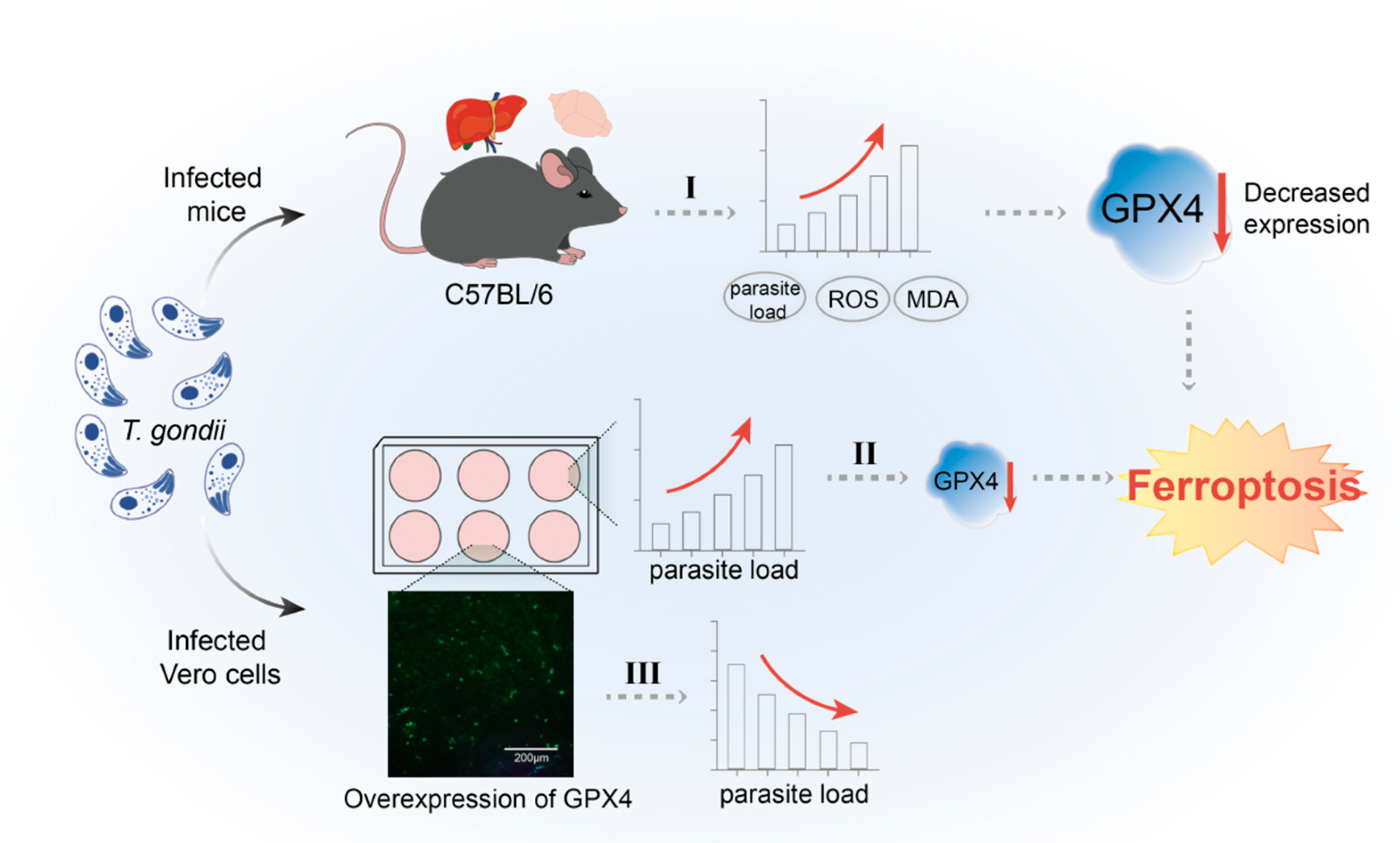 Cells 14 00756 g010 Cells 14 00756 g010