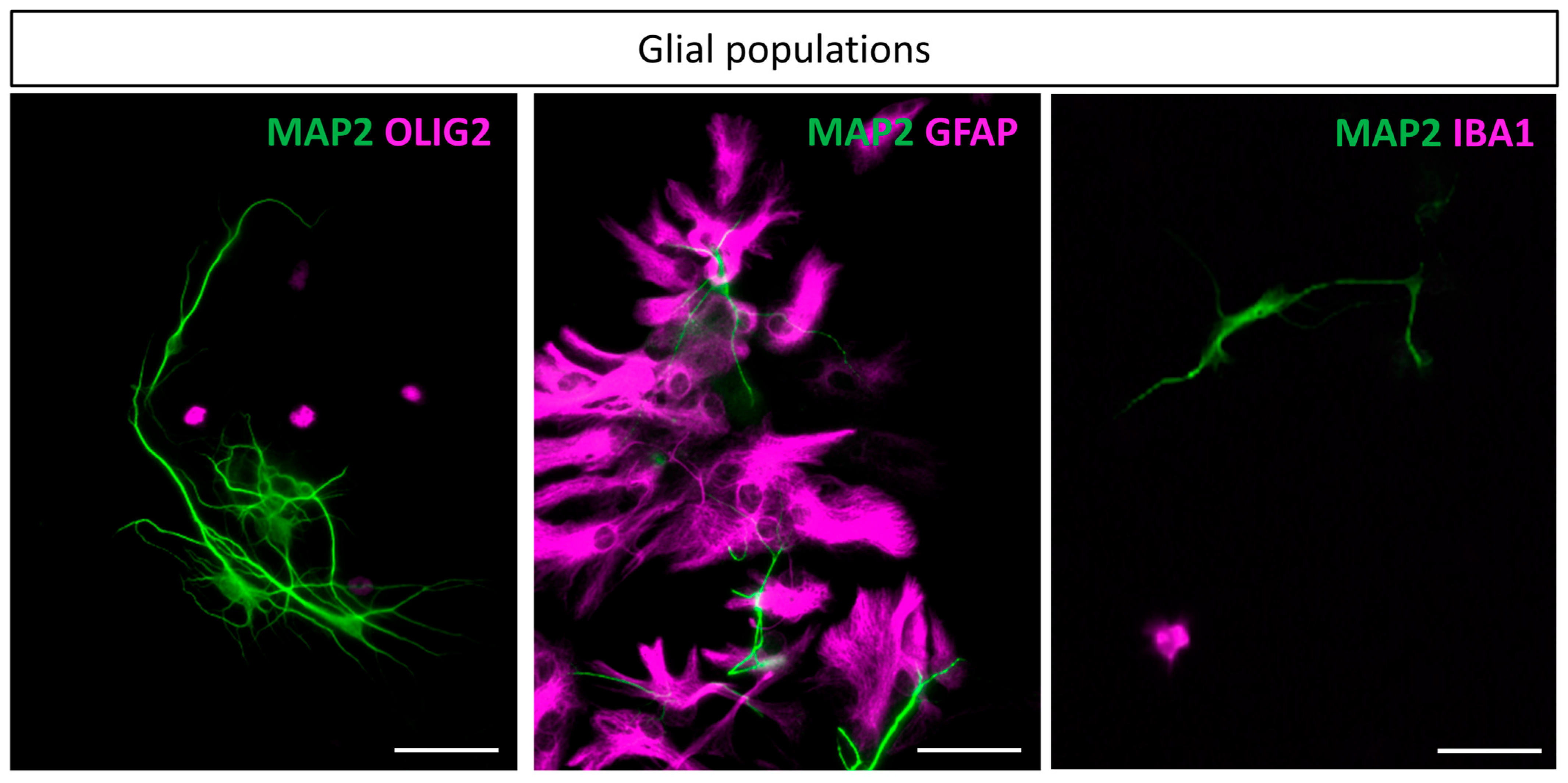 Cells 14 00758 g004 Cells 14 00758 g004