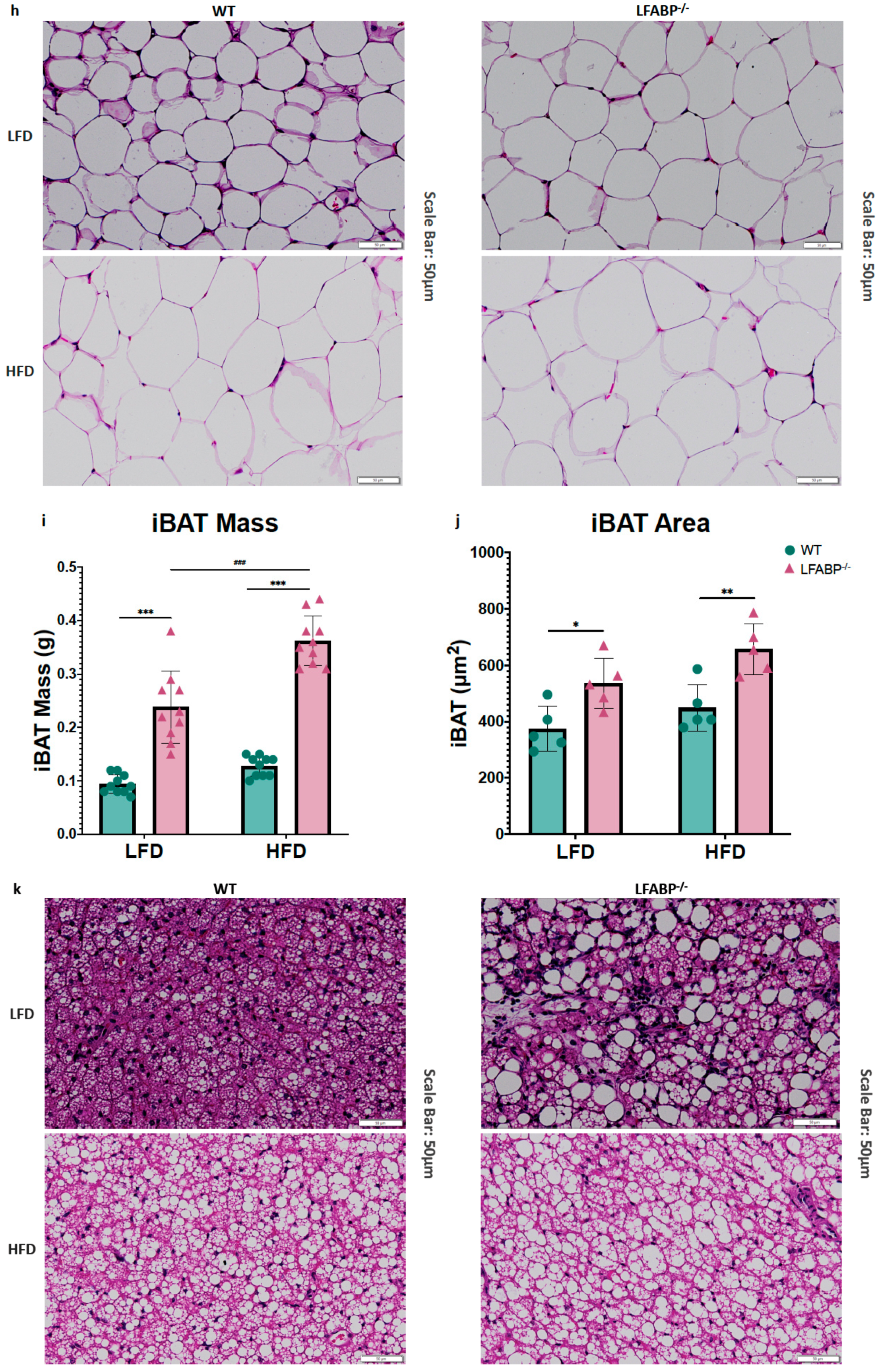Cells 14 00760 g003b Cells 14 00760 g003b