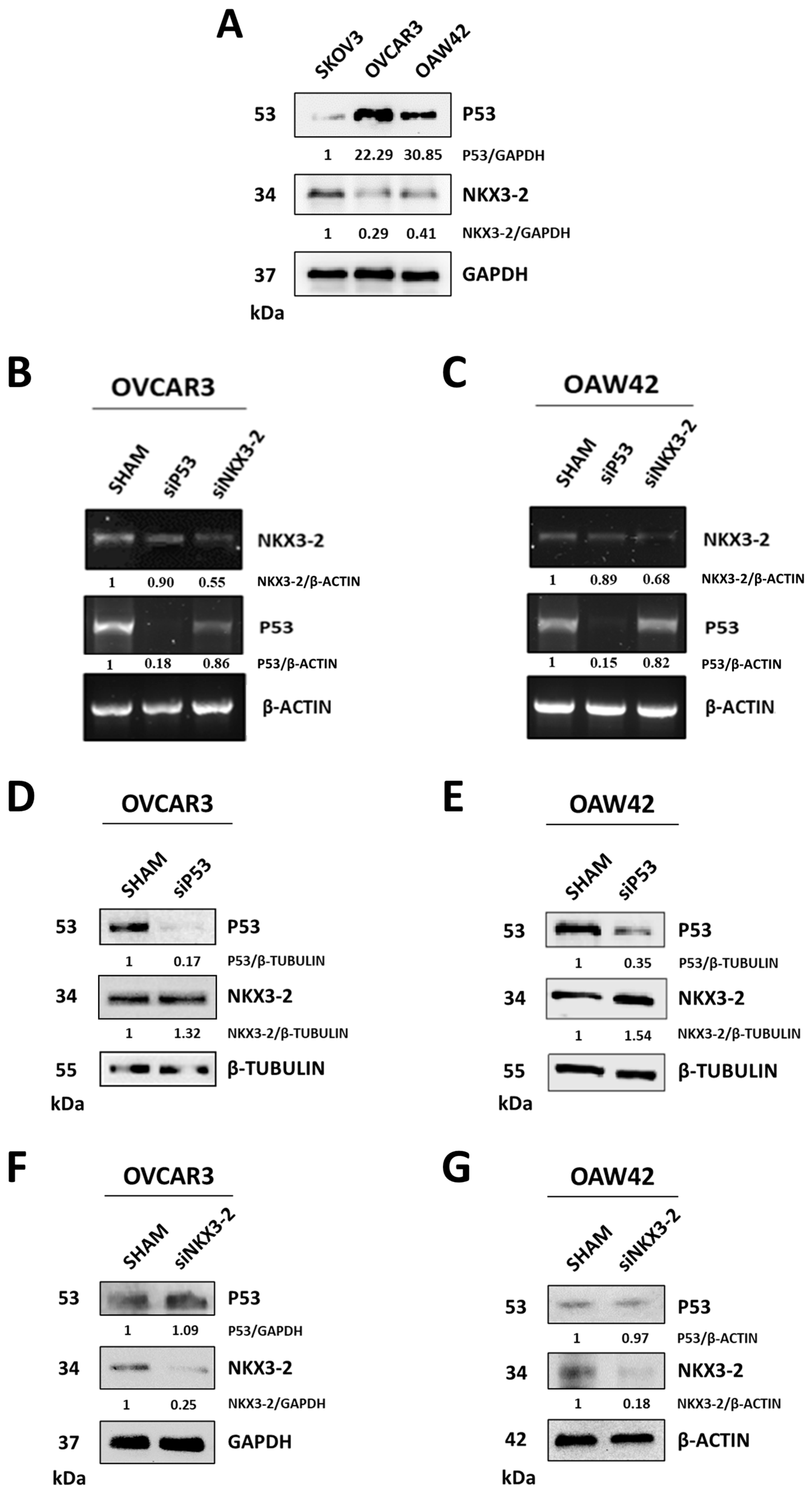 Cells 14 00765 g002