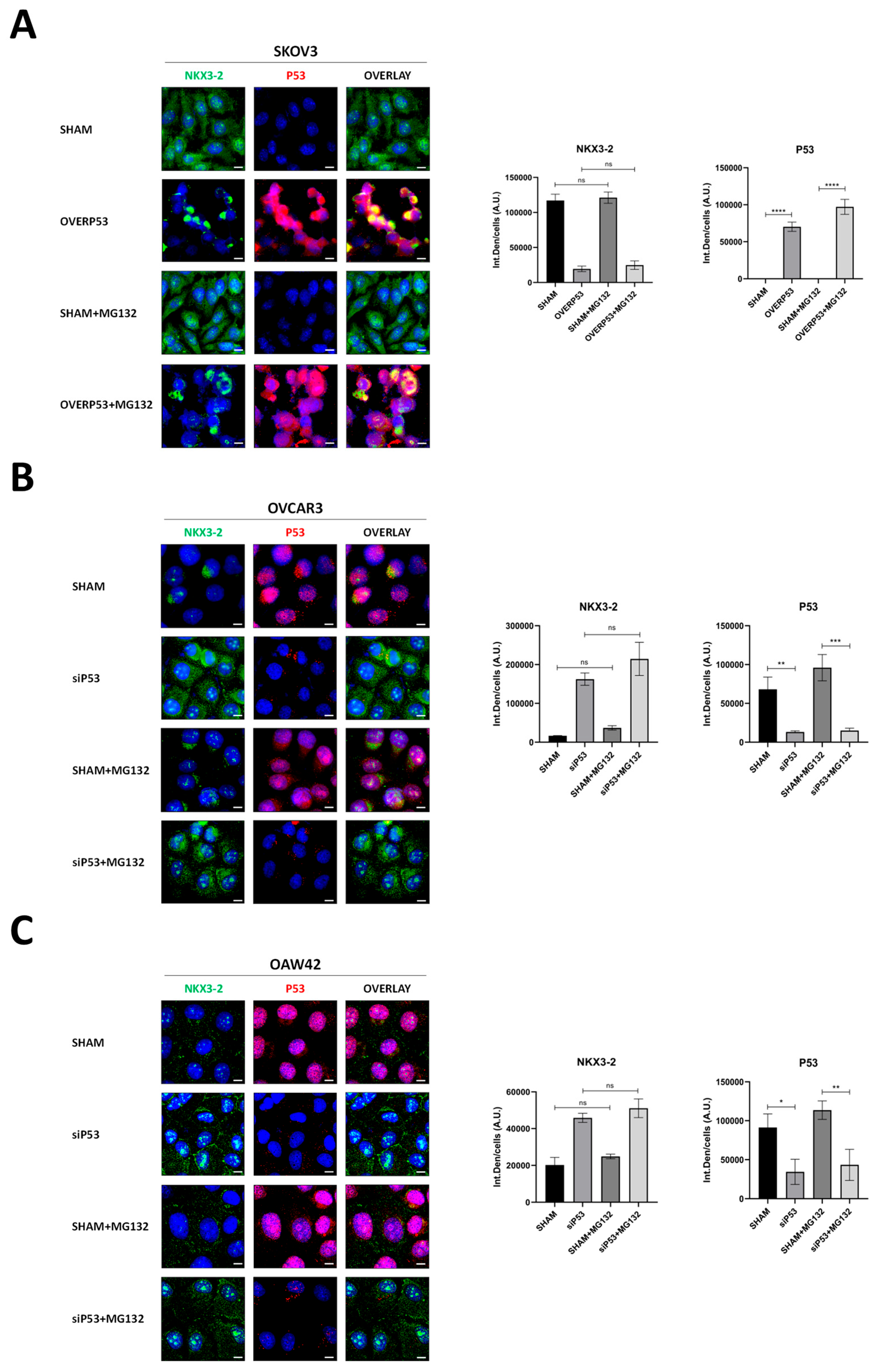 Cells 14 00765 g004
