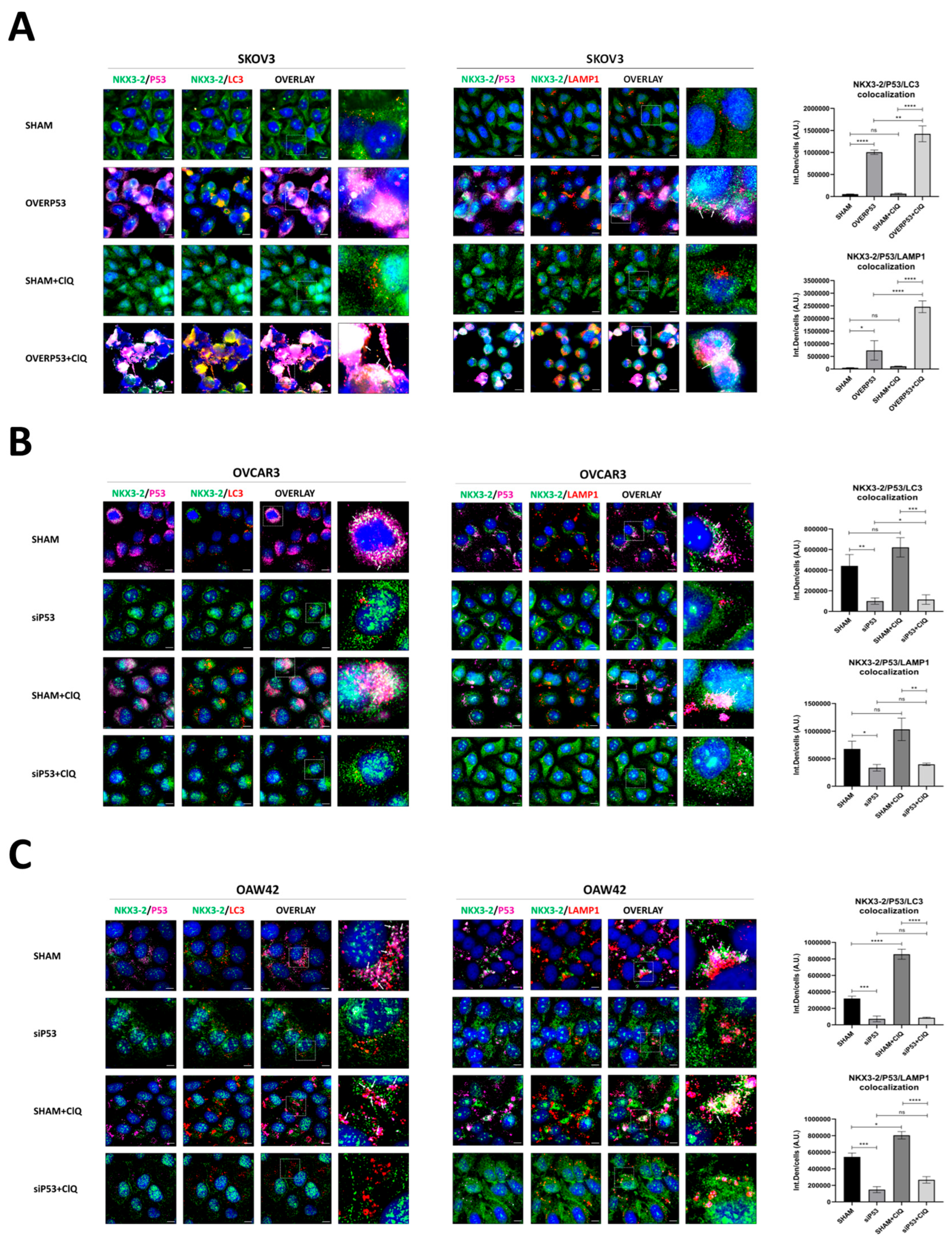 Cells 14 00765 g005