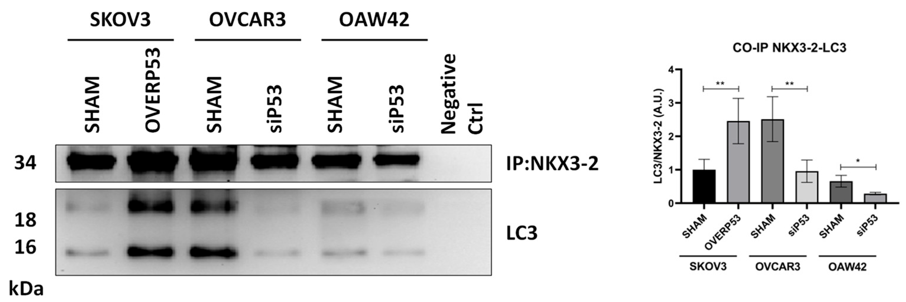 Cells 14 00765 g006