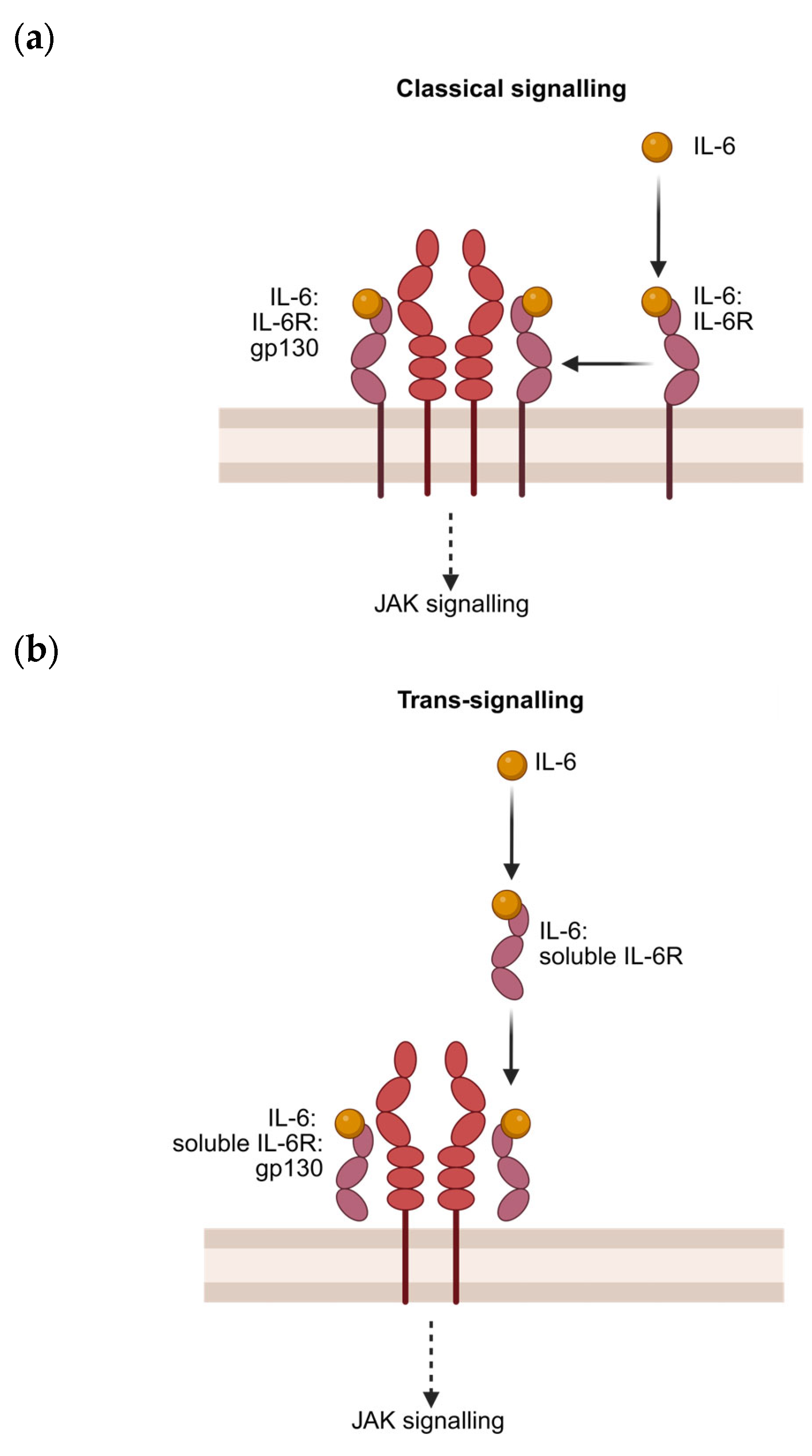 Cells 14 00766 g003a