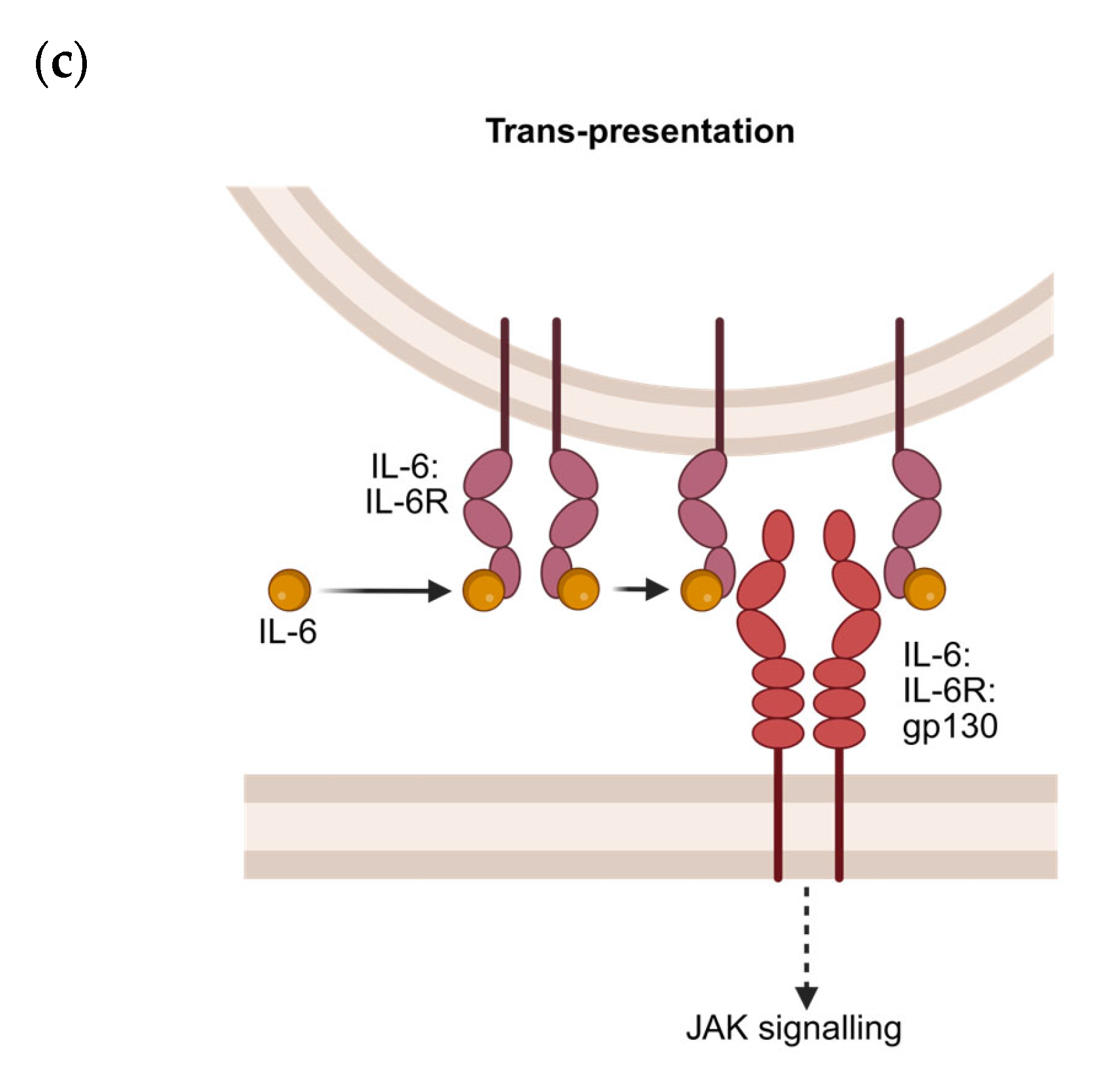 Cells 14 00766 g003b