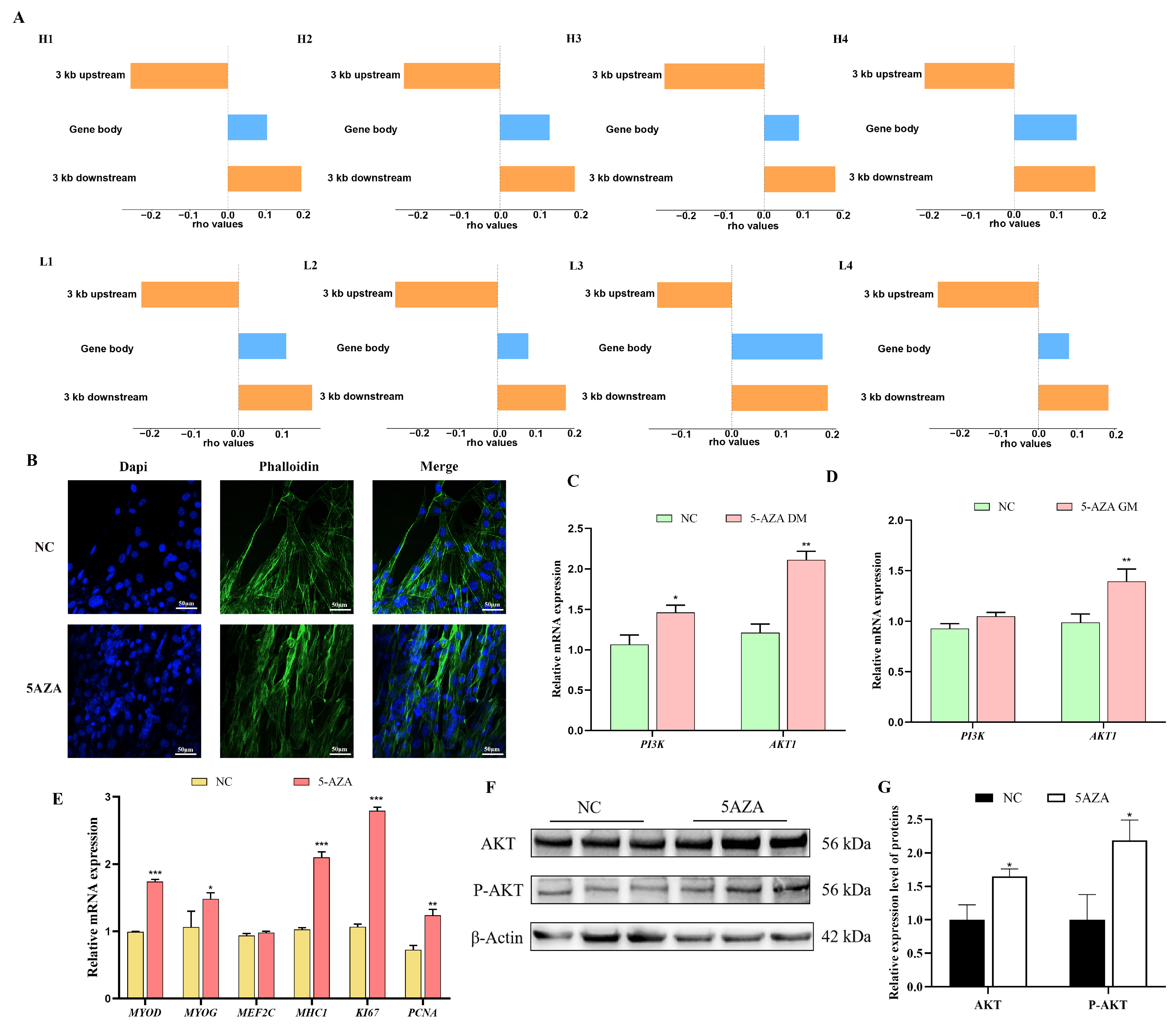 Cells 14 00786 g007 Cells 14 00786 g007