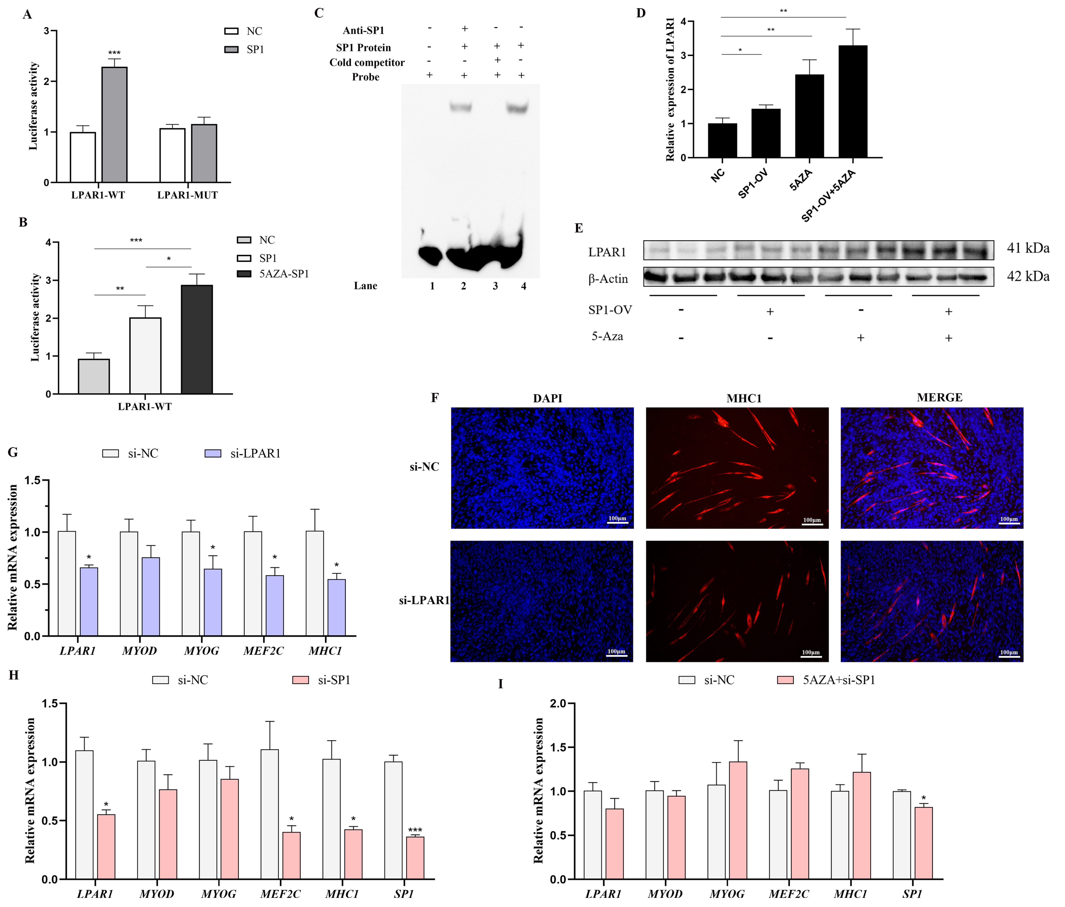 Cells 14 00786 g008 Cells 14 00786 g008