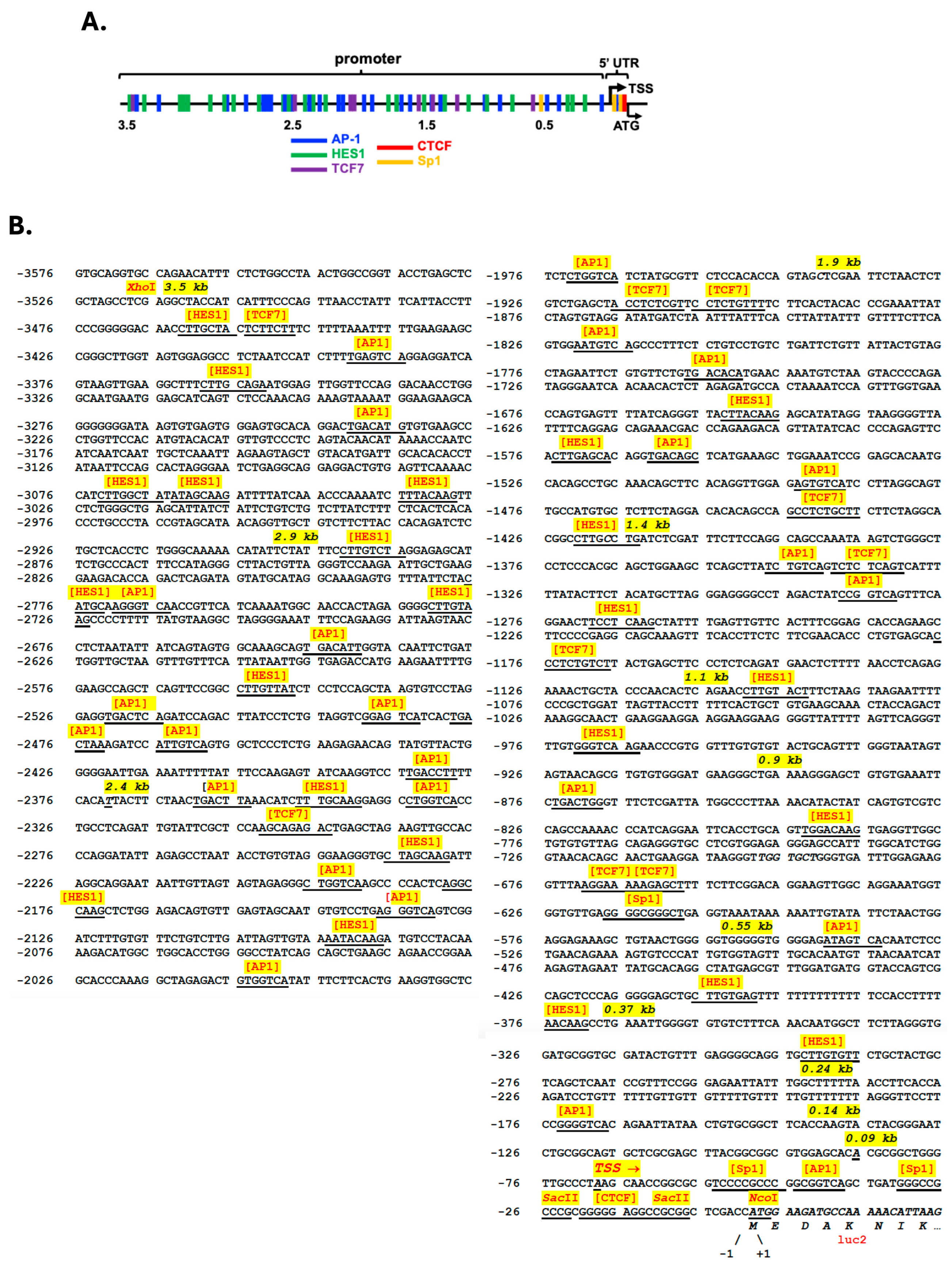 Cells 14 00798 g001