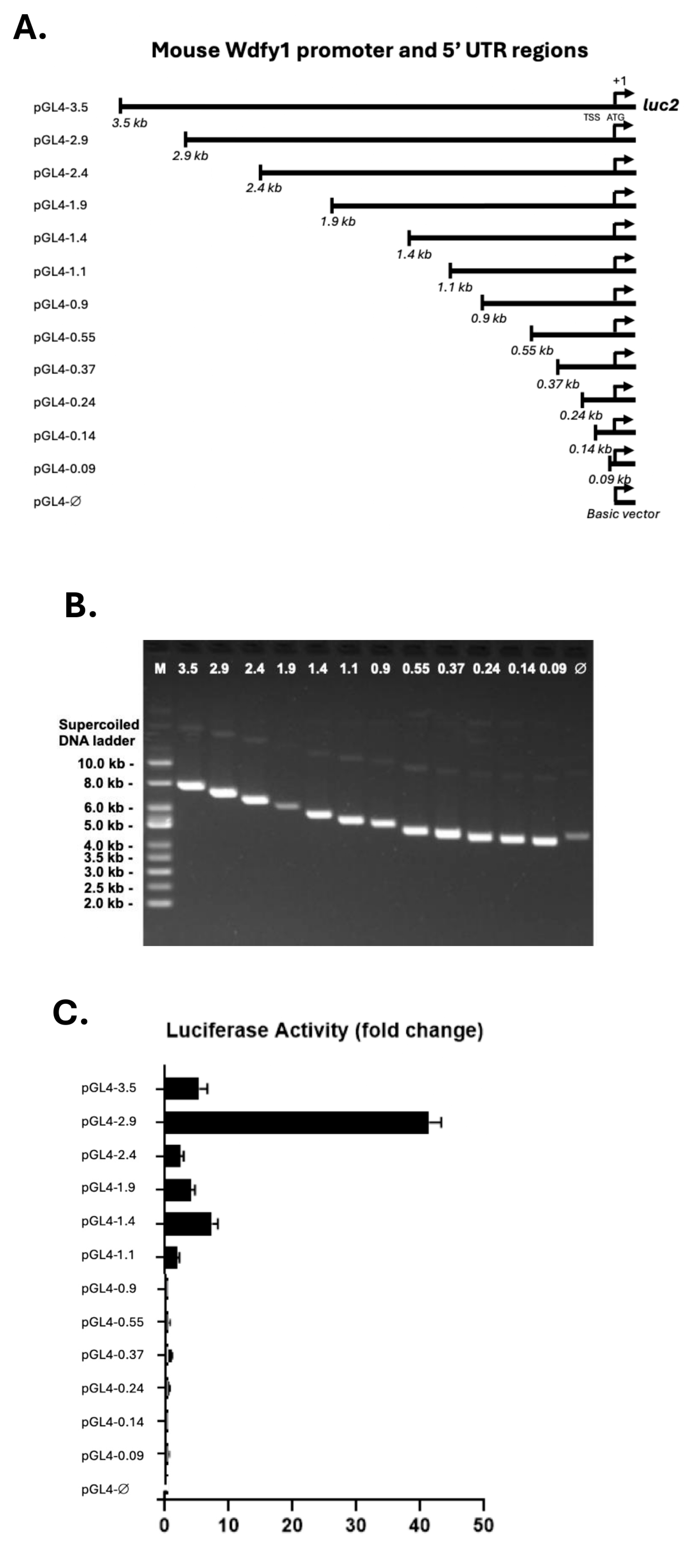 Cells 14 00798 g002