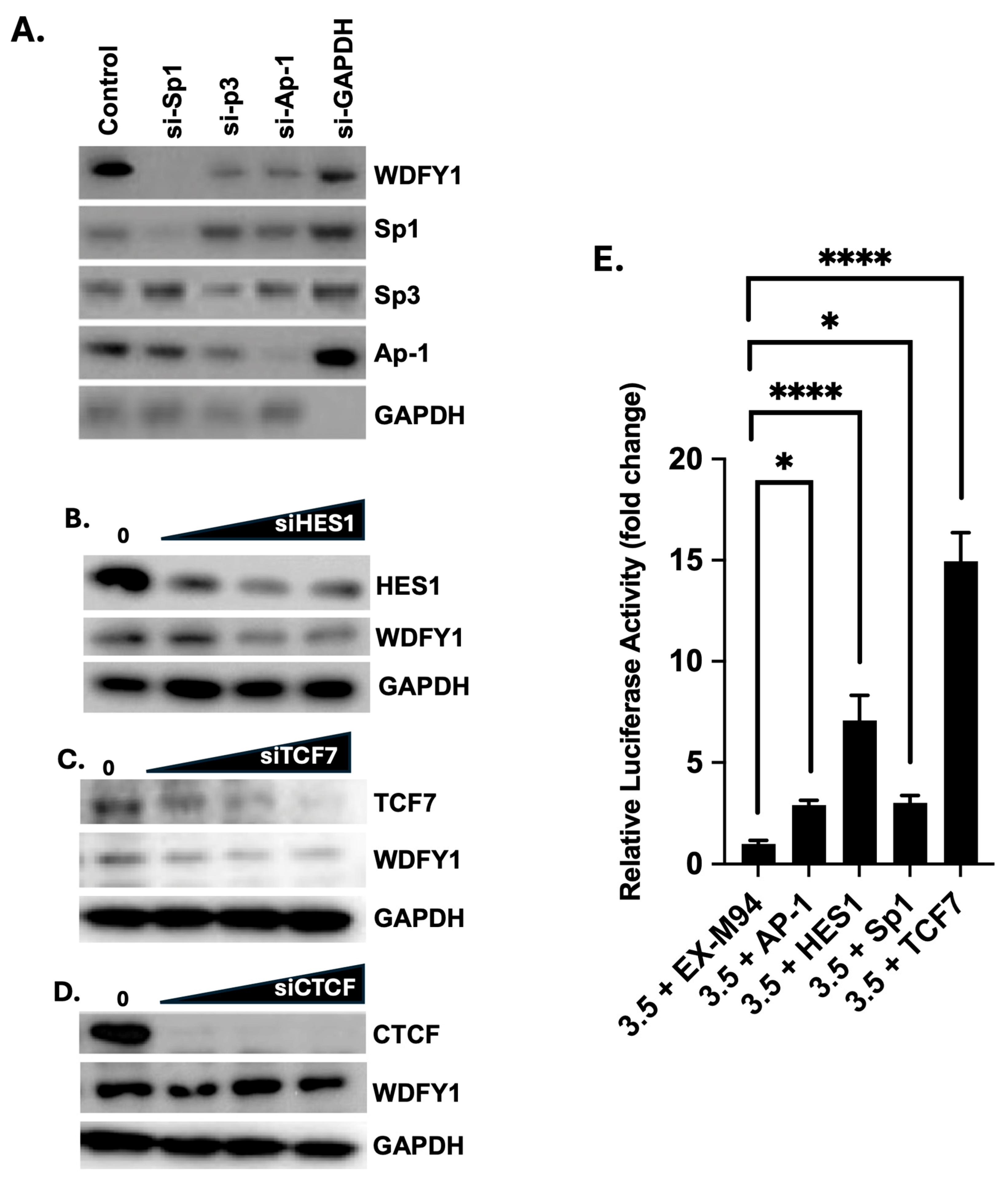 Cells 14 00798 g003