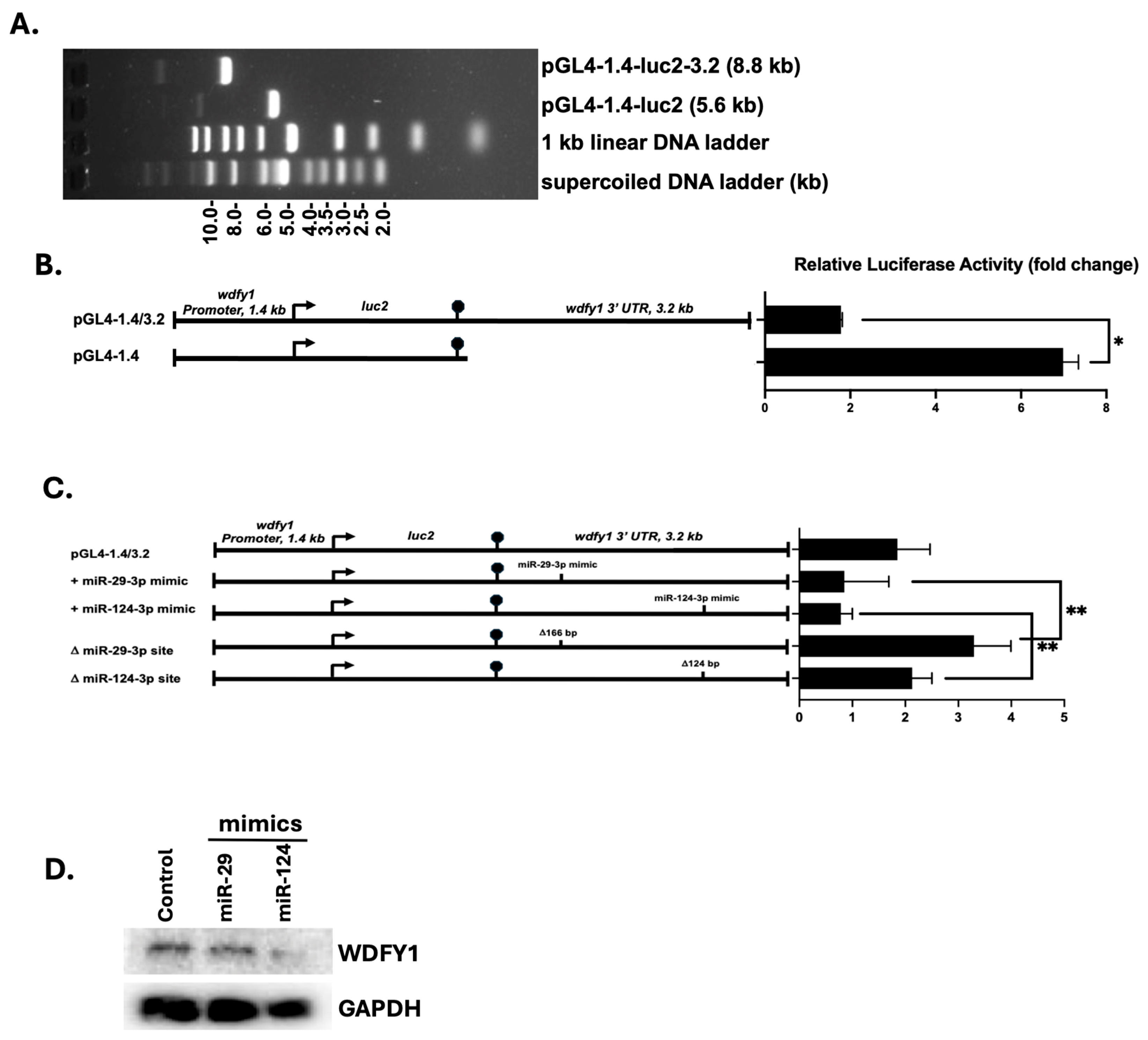 Cells 14 00798 g006