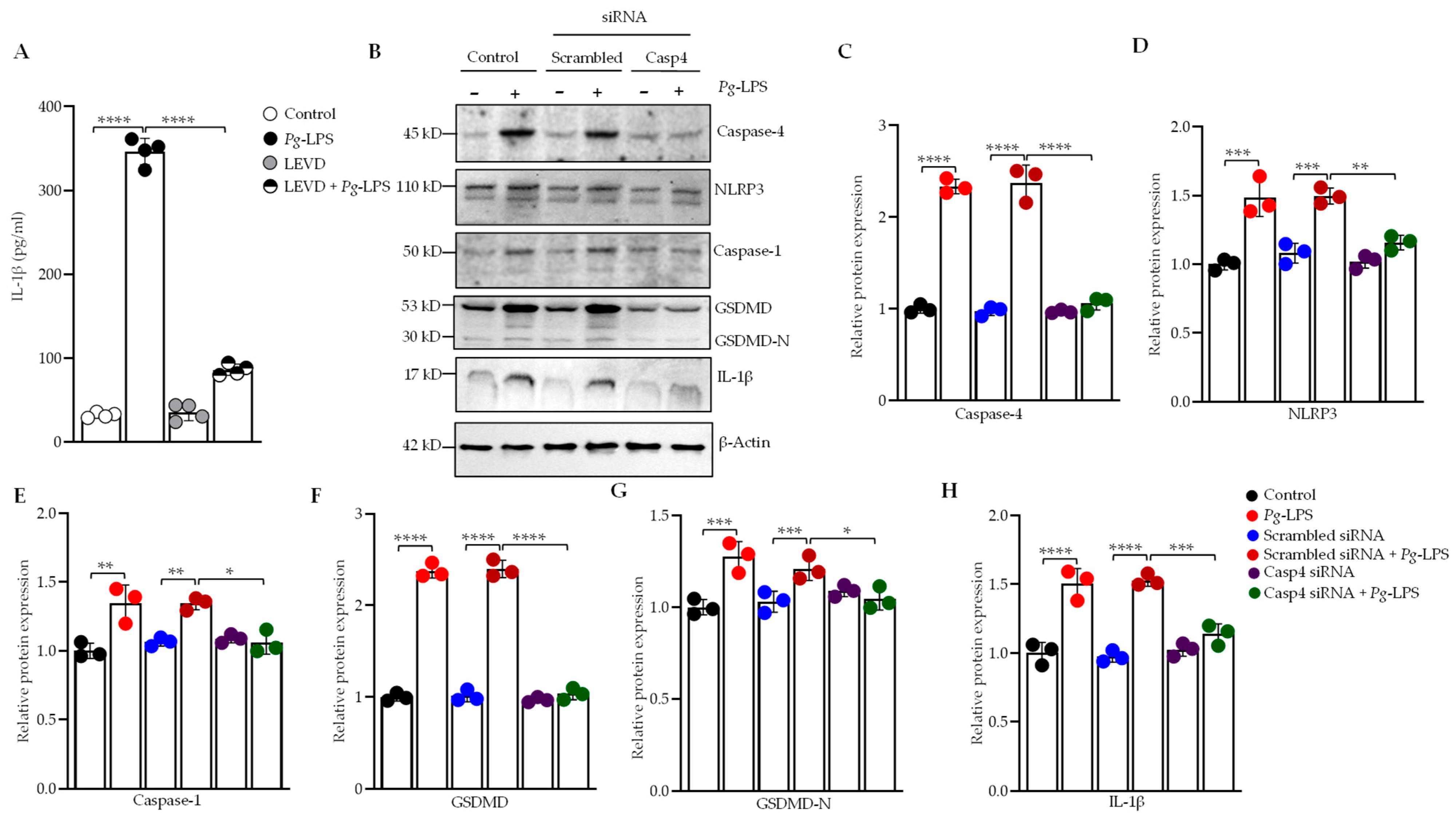 Cells 14 00804 g001