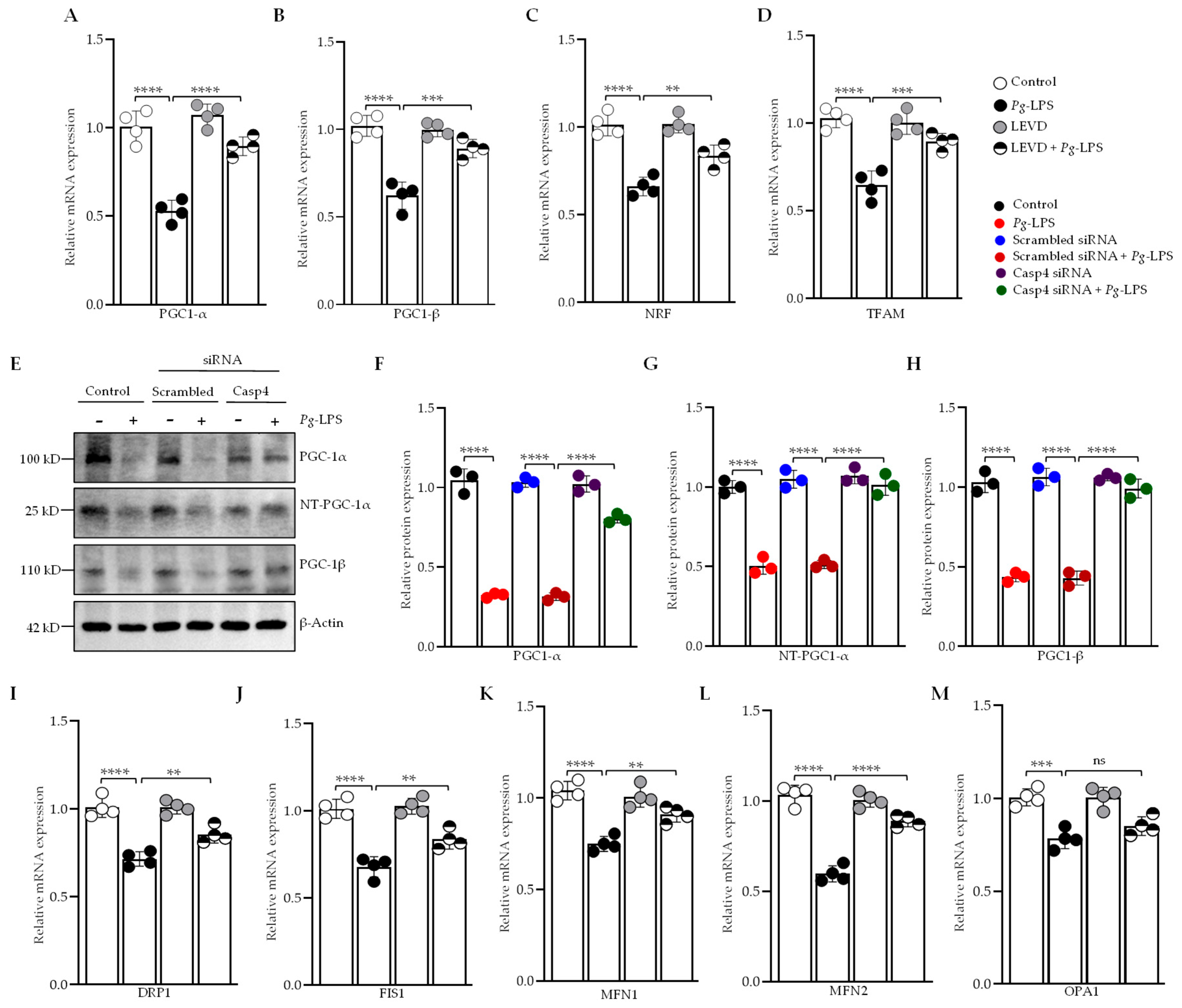 Cells 14 00804 g005