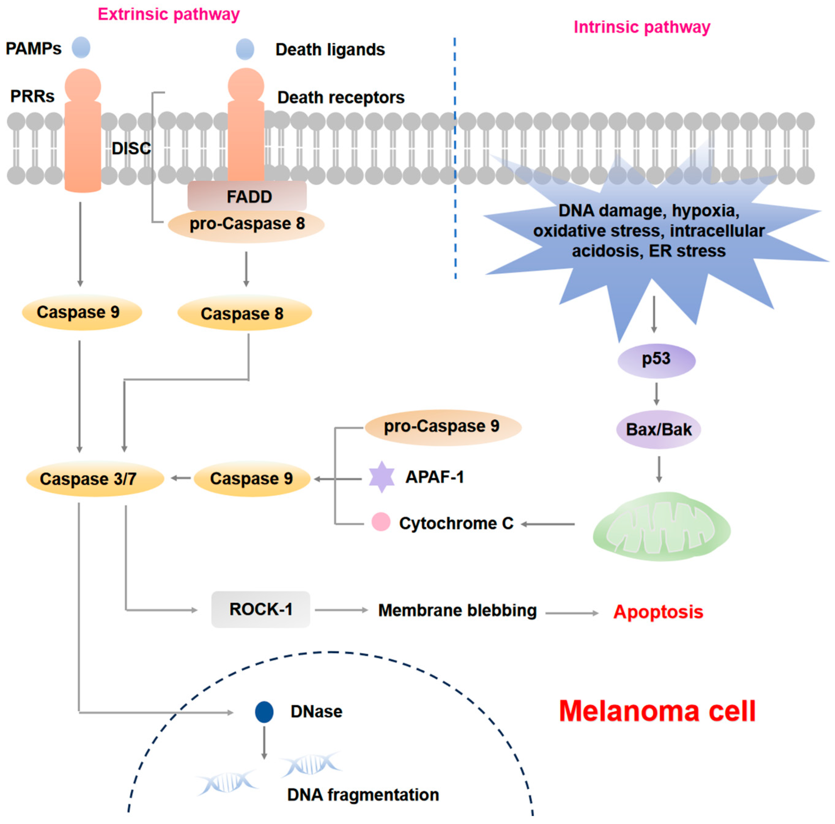 Cells 14 00823 g001 Cells 14 00823 g001