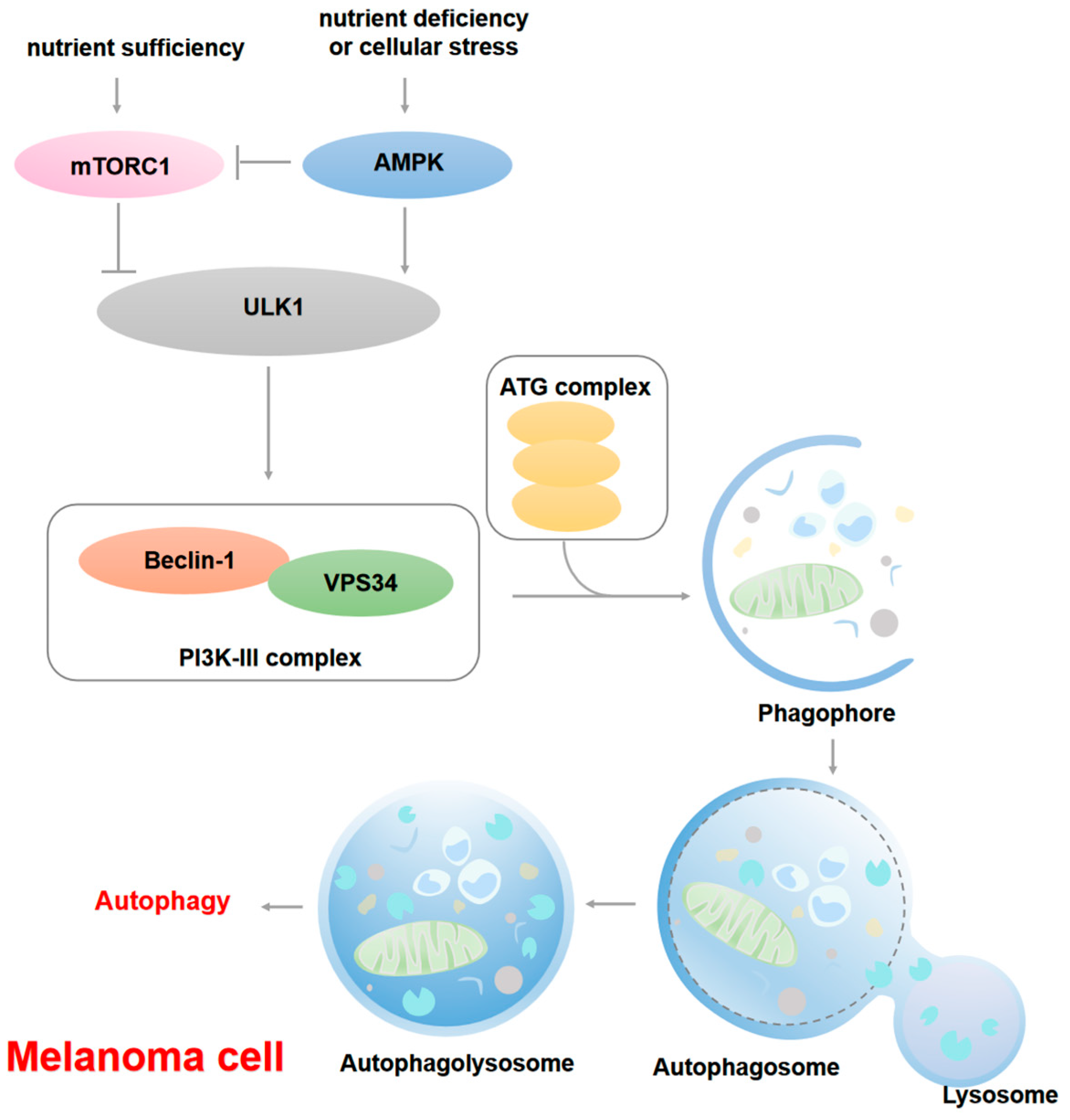 Cells 14 00823 g002 Cells 14 00823 g002