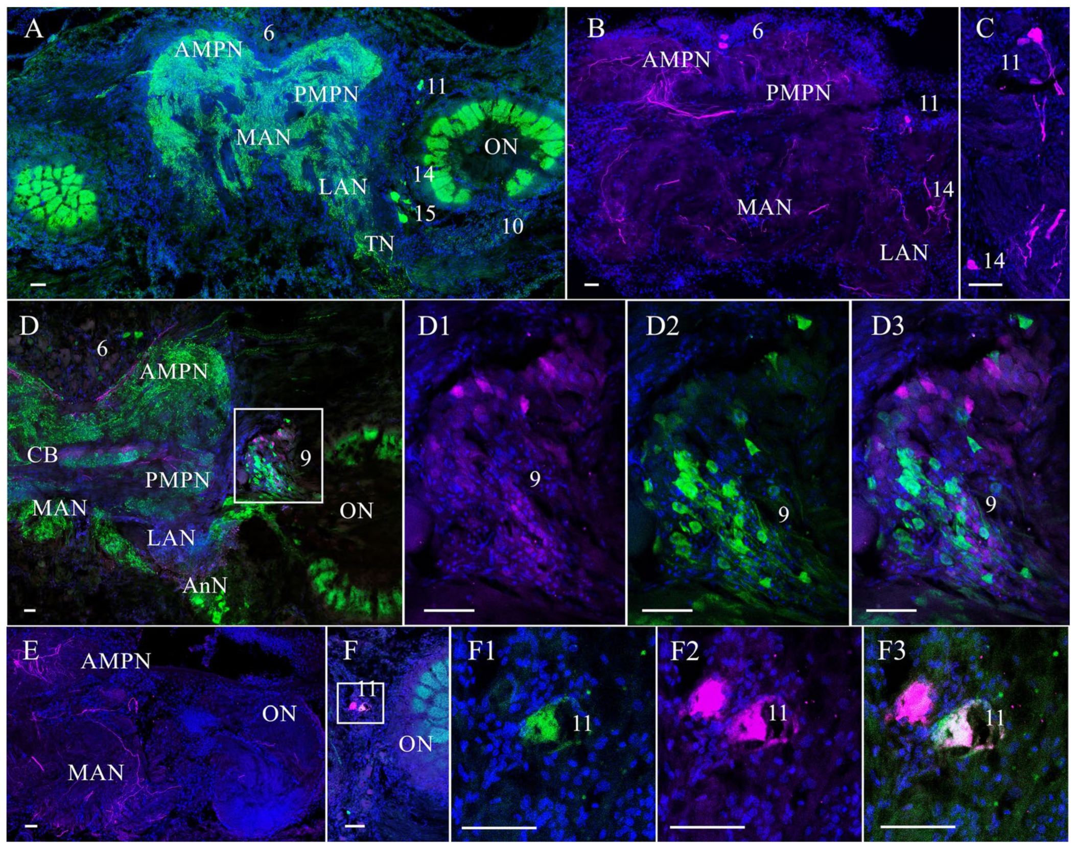 Cells 14 00827 g002 Cells 14 00827 g002