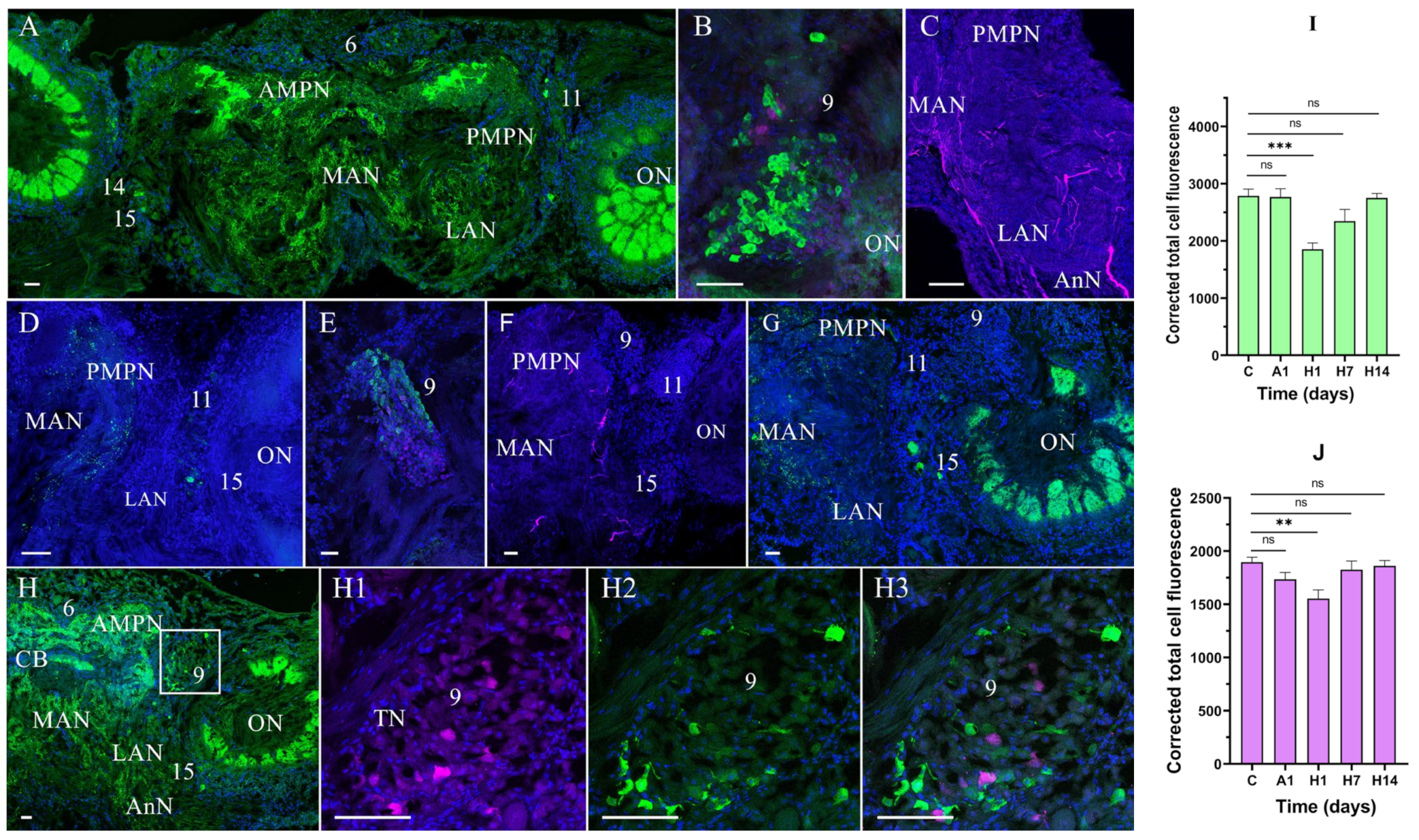 Cells 14 00827 g003 Cells 14 00827 g003