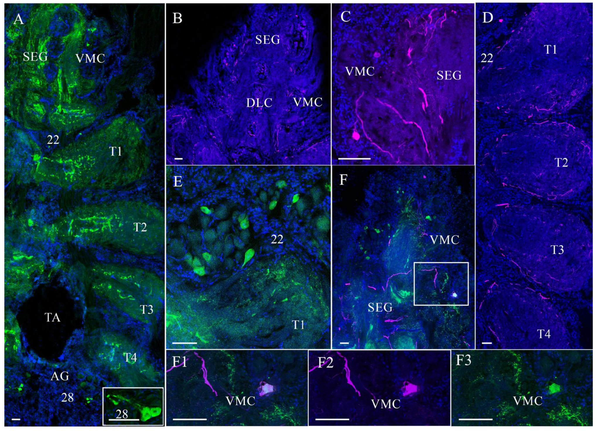 Cells 14 00827 g004 Cells 14 00827 g004