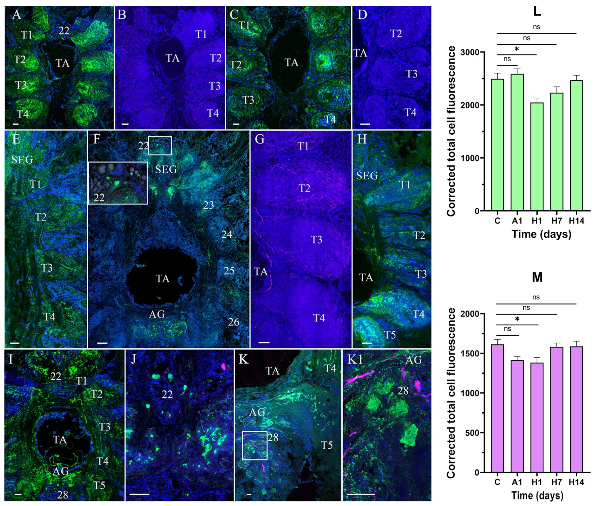 Cells 14 00827 g005 Cells 14 00827 g005