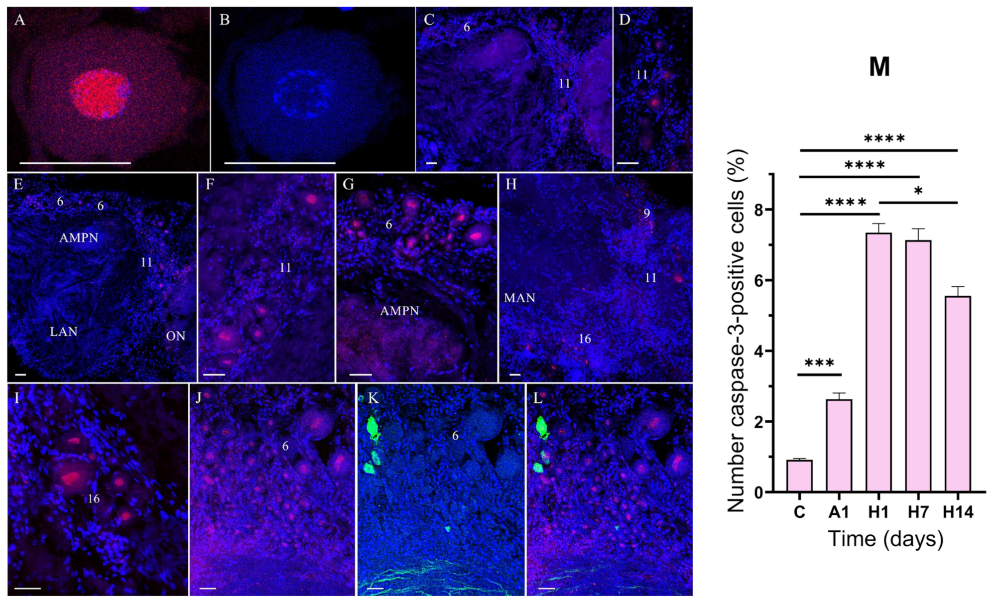 Cells 14 00827 g006 Cells 14 00827 g006