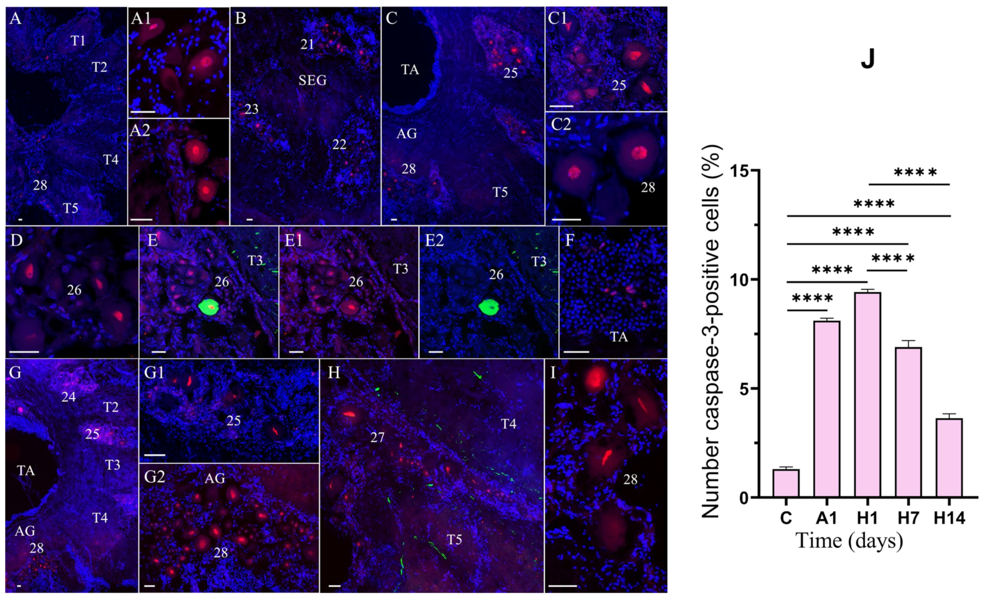 Cells 14 00827 g007 Cells 14 00827 g007