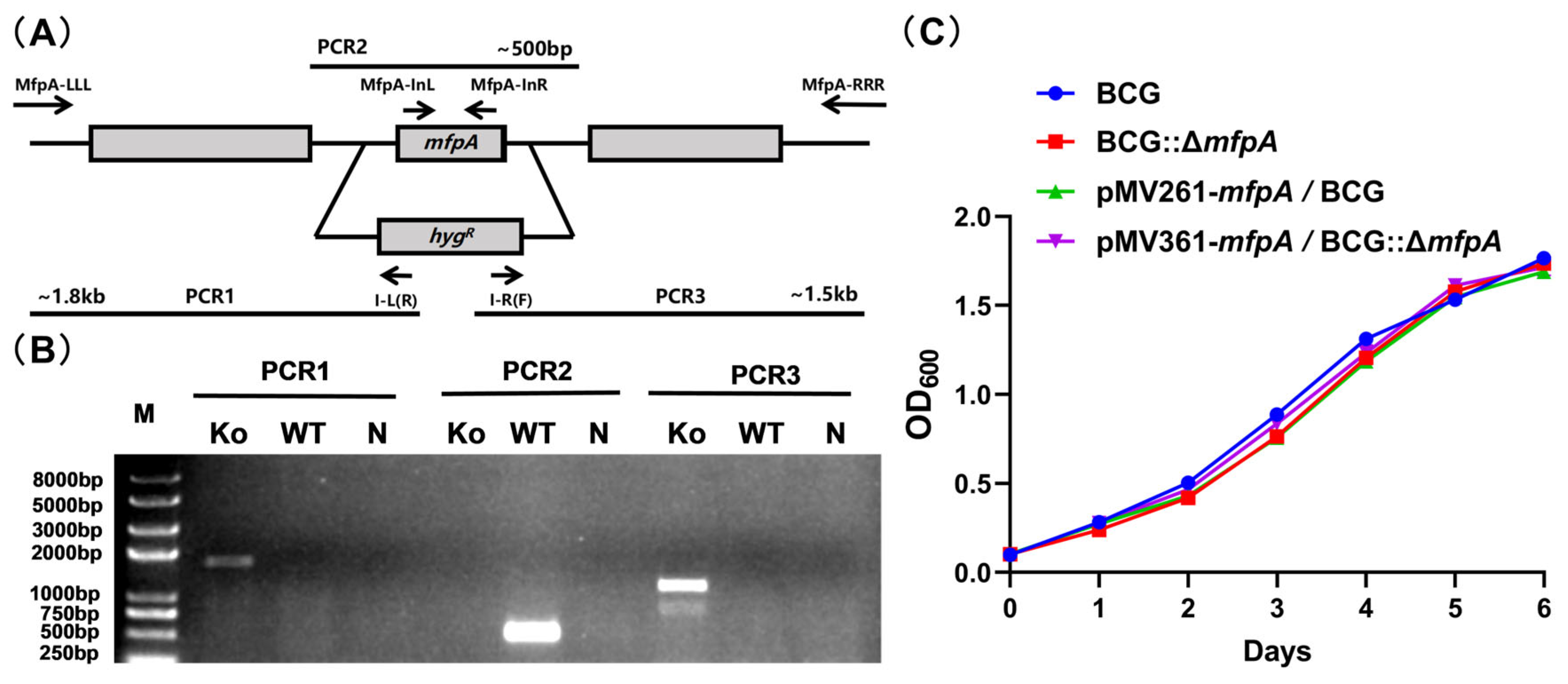 Cells 14 00867 g001 Cells 14 00867 g001