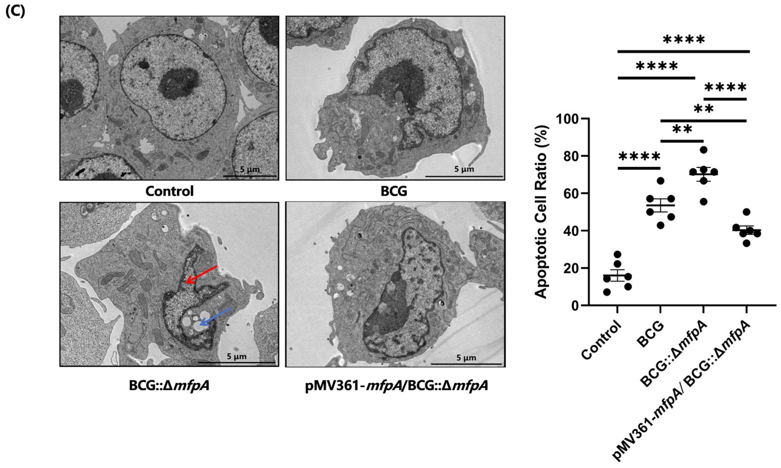 Cells 14 00867 g003b Cells 14 00867 g003b