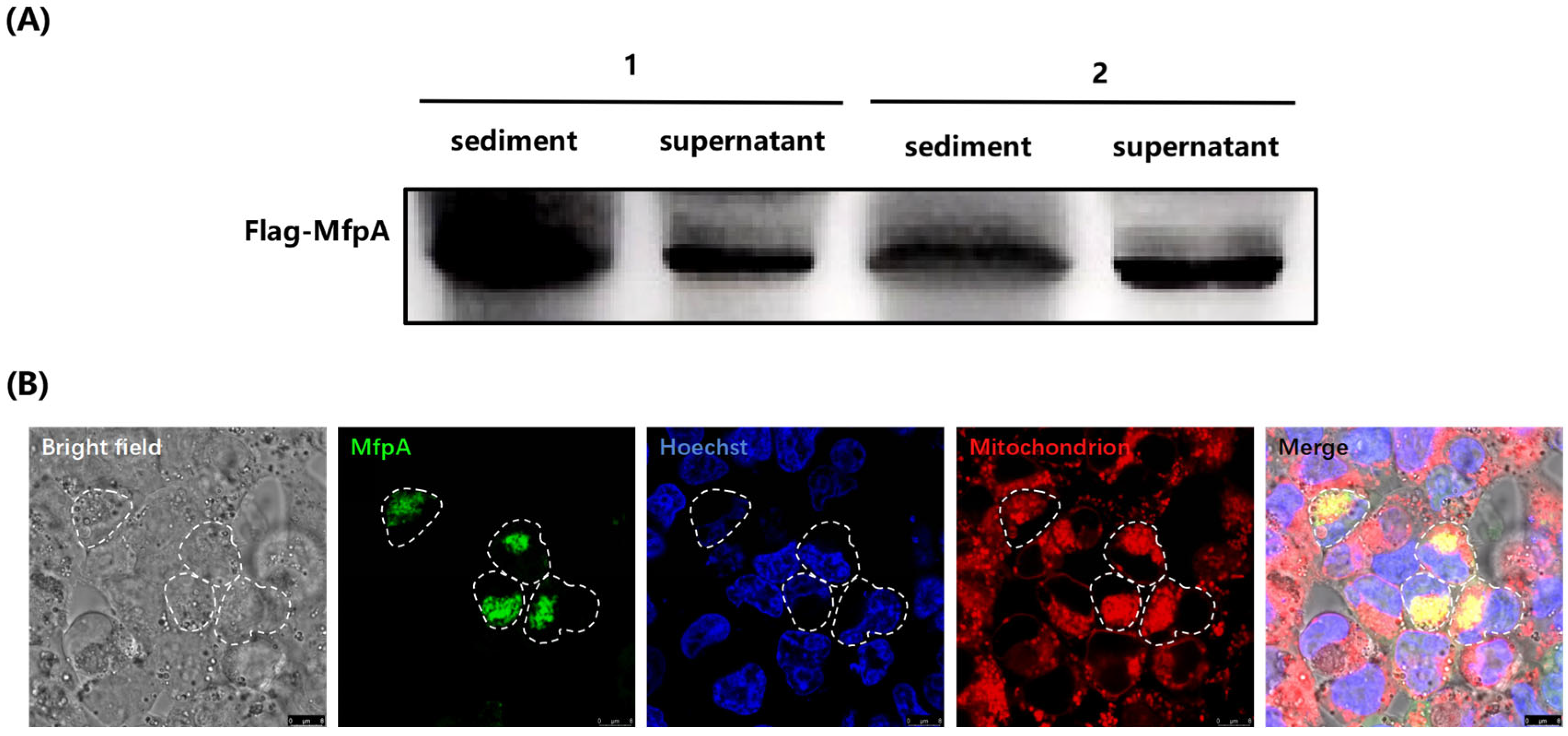Cells 14 00867 g004 Cells 14 00867 g004