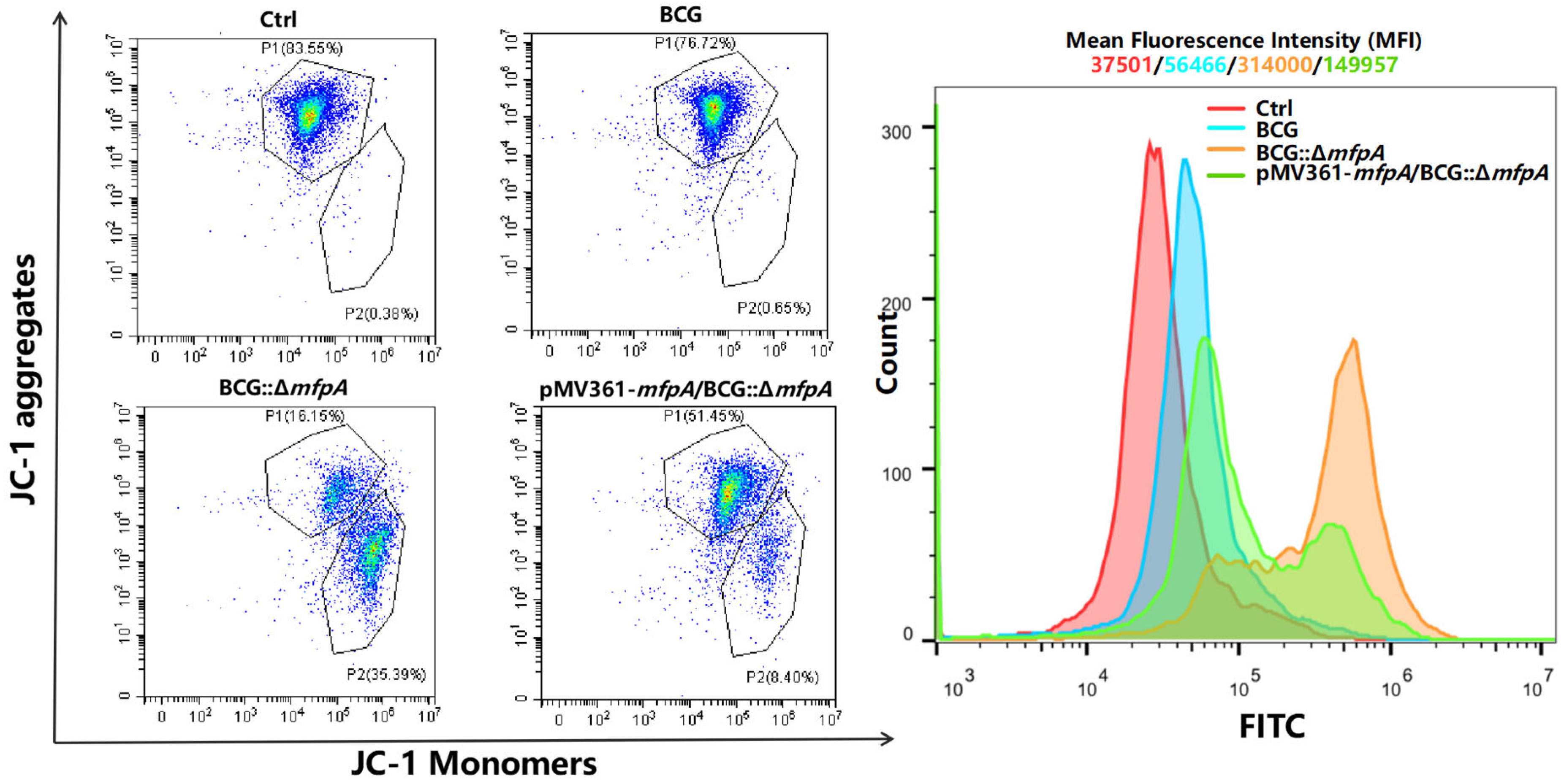 Cells 14 00867 g005 Cells 14 00867 g005