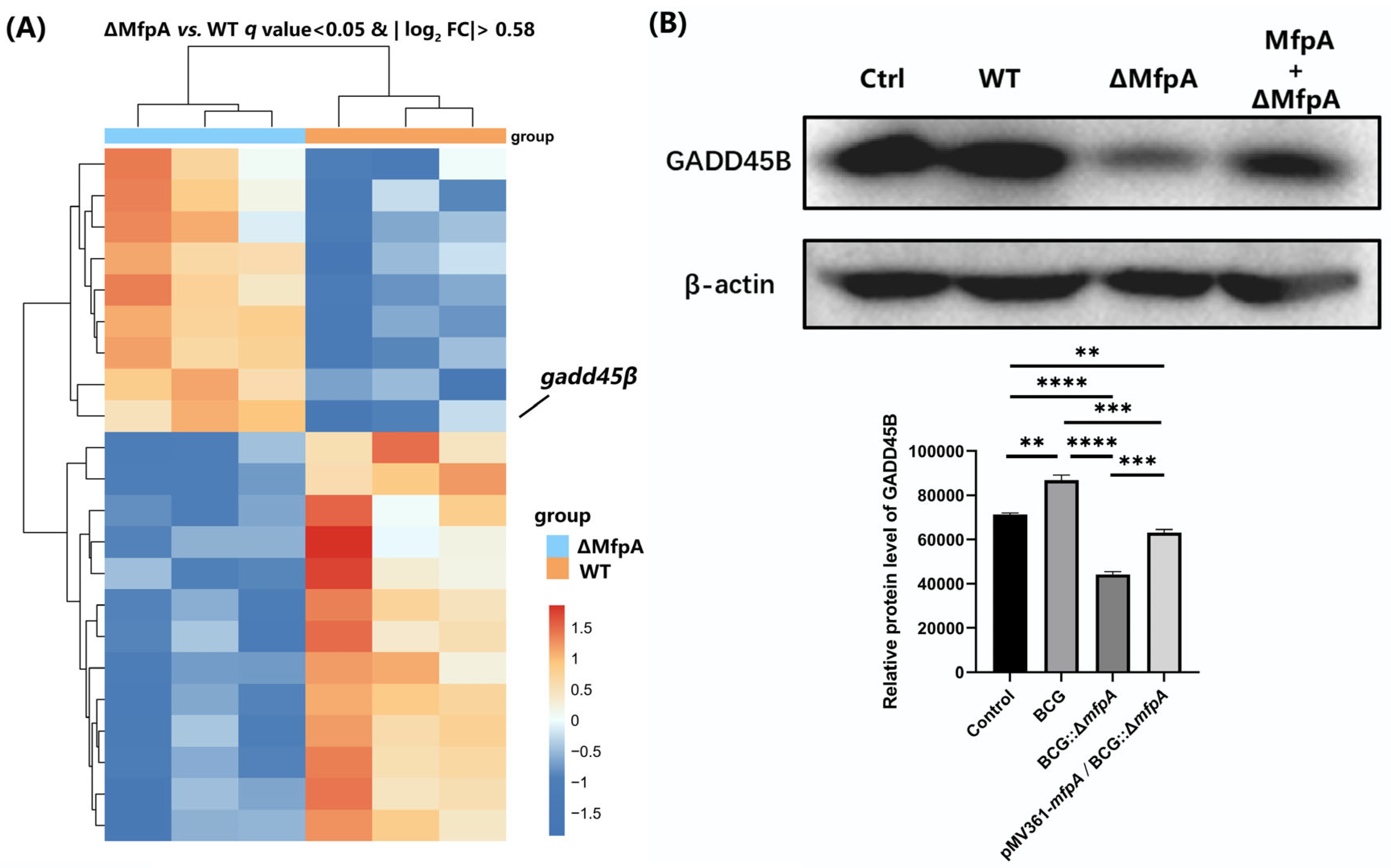 Cells 14 00867 g008 Cells 14 00867 g008