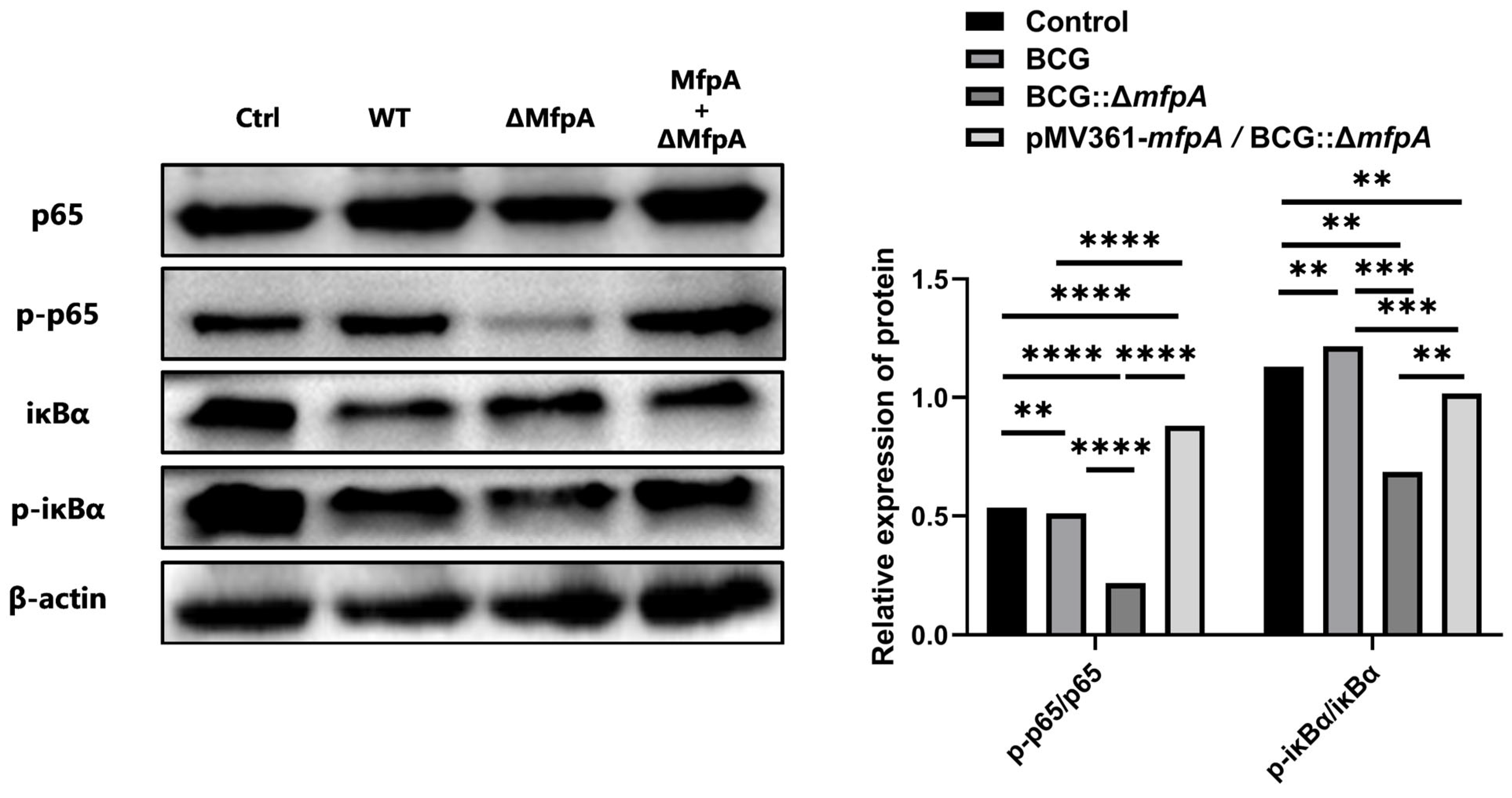 Cells 14 00867 g010 Cells 14 00867 g010
