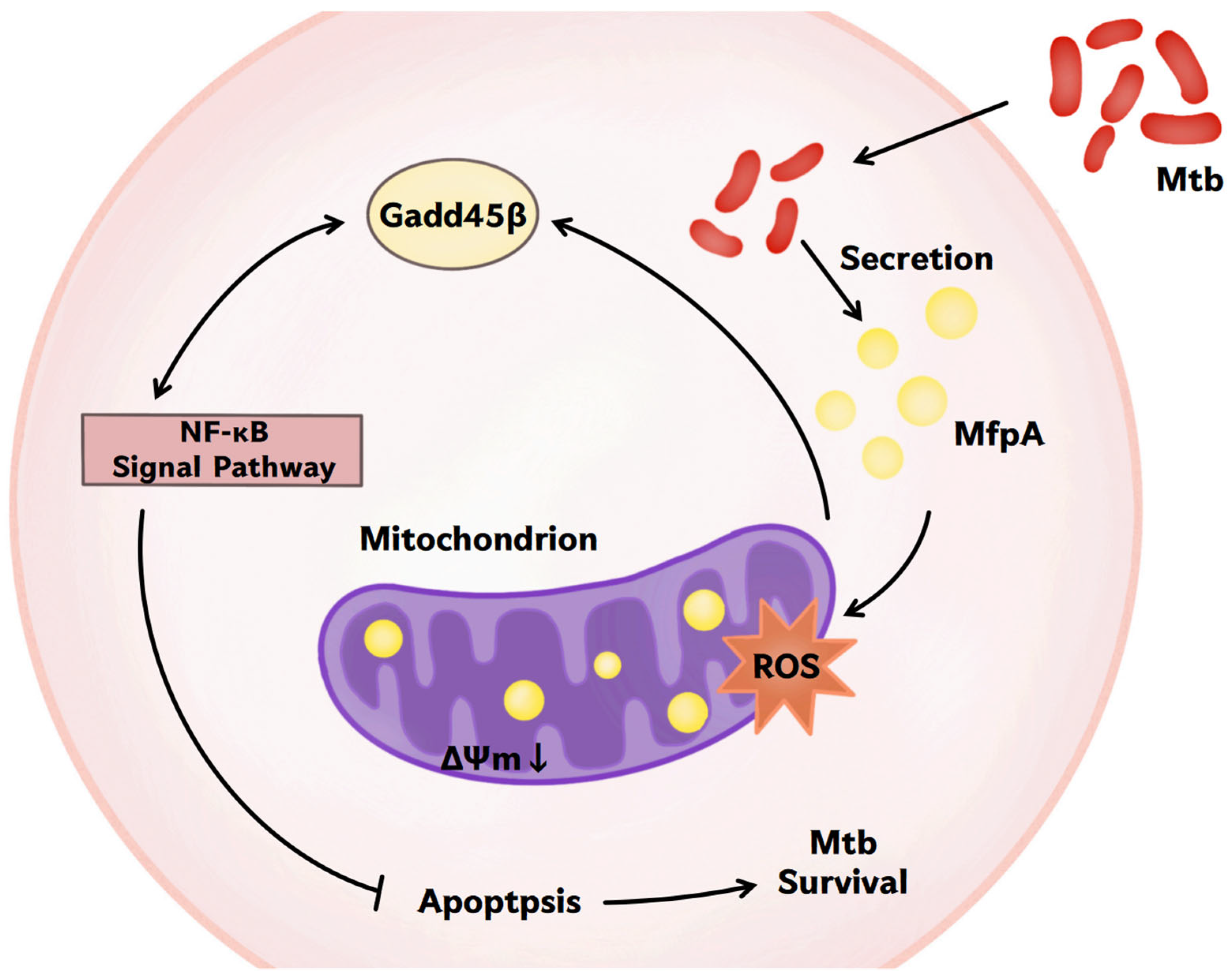 Cells 14 00867 g011 Cells 14 00867 g011