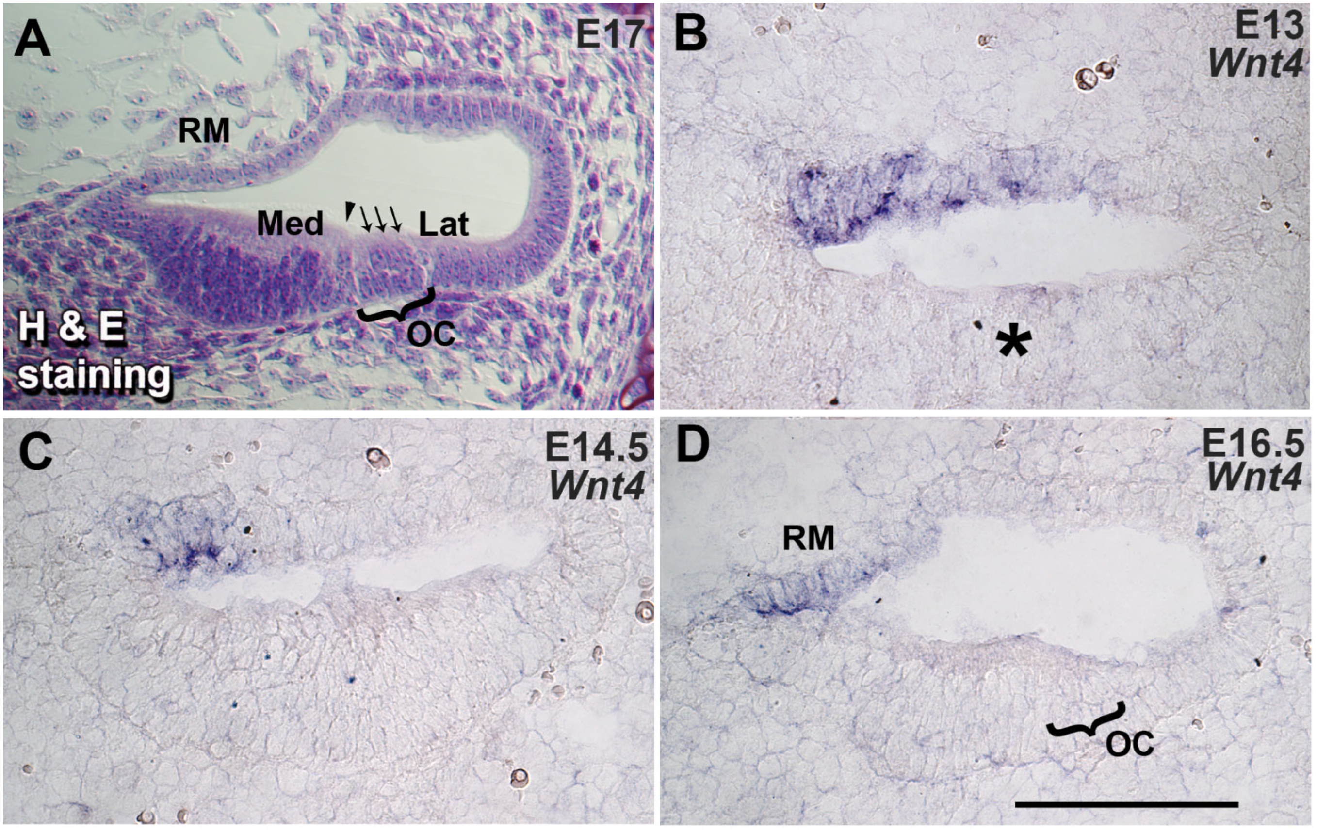 Cells 14 00888 g001 Cells 14 00888 g001
