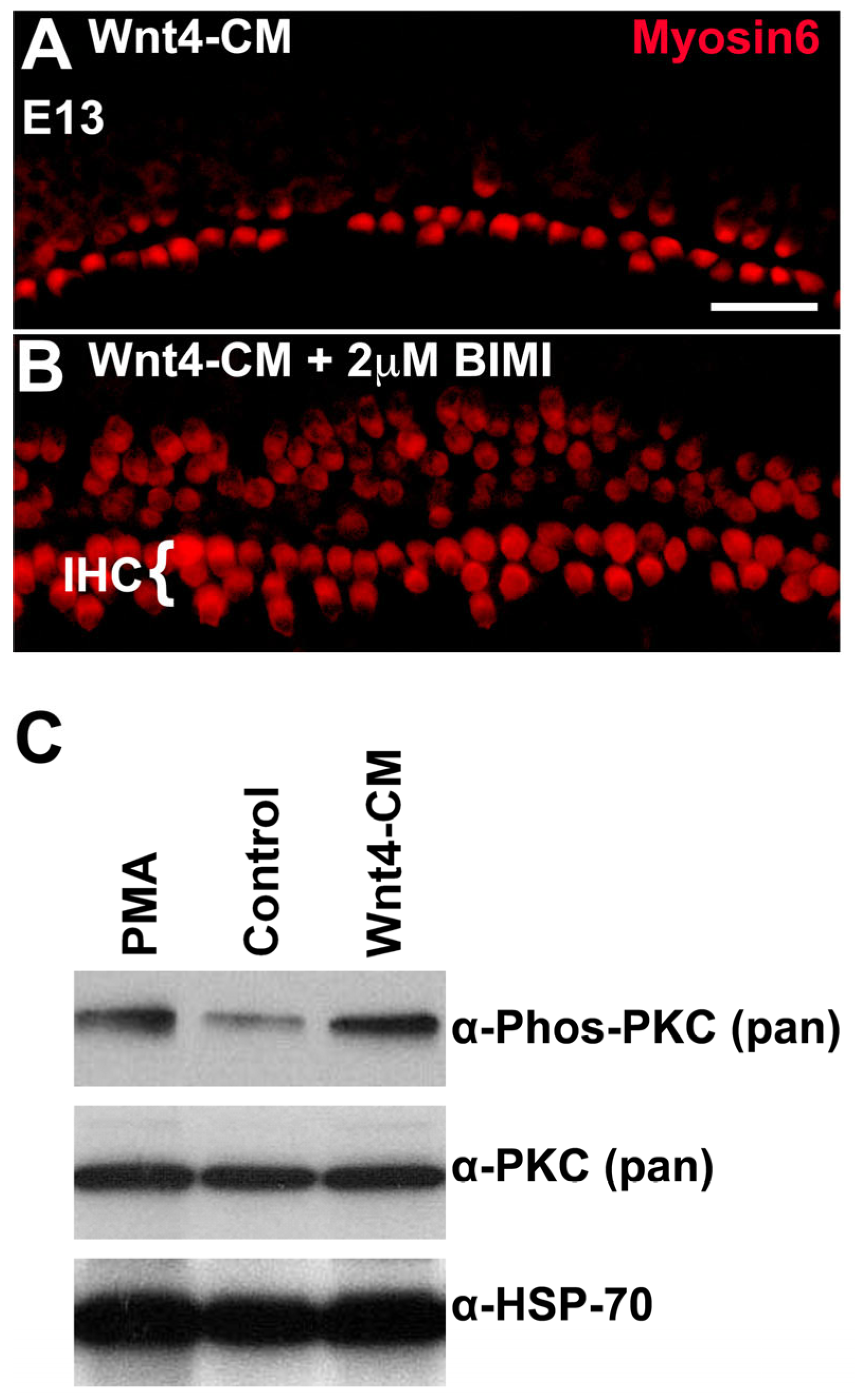 Cells 14 00888 g007 Cells 14 00888 g007
