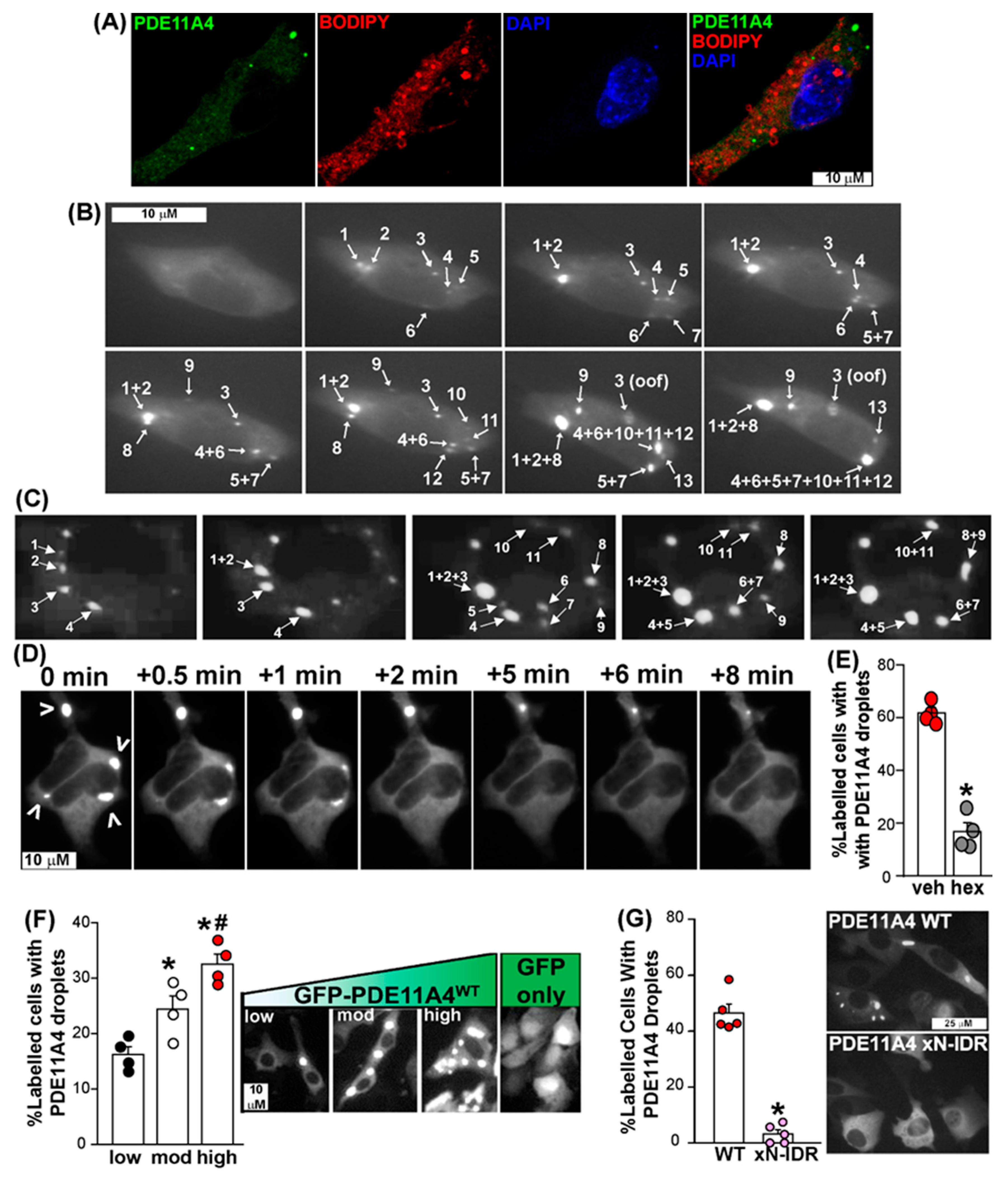 Cells 14 00897 g002 Cells 14 00897 g002