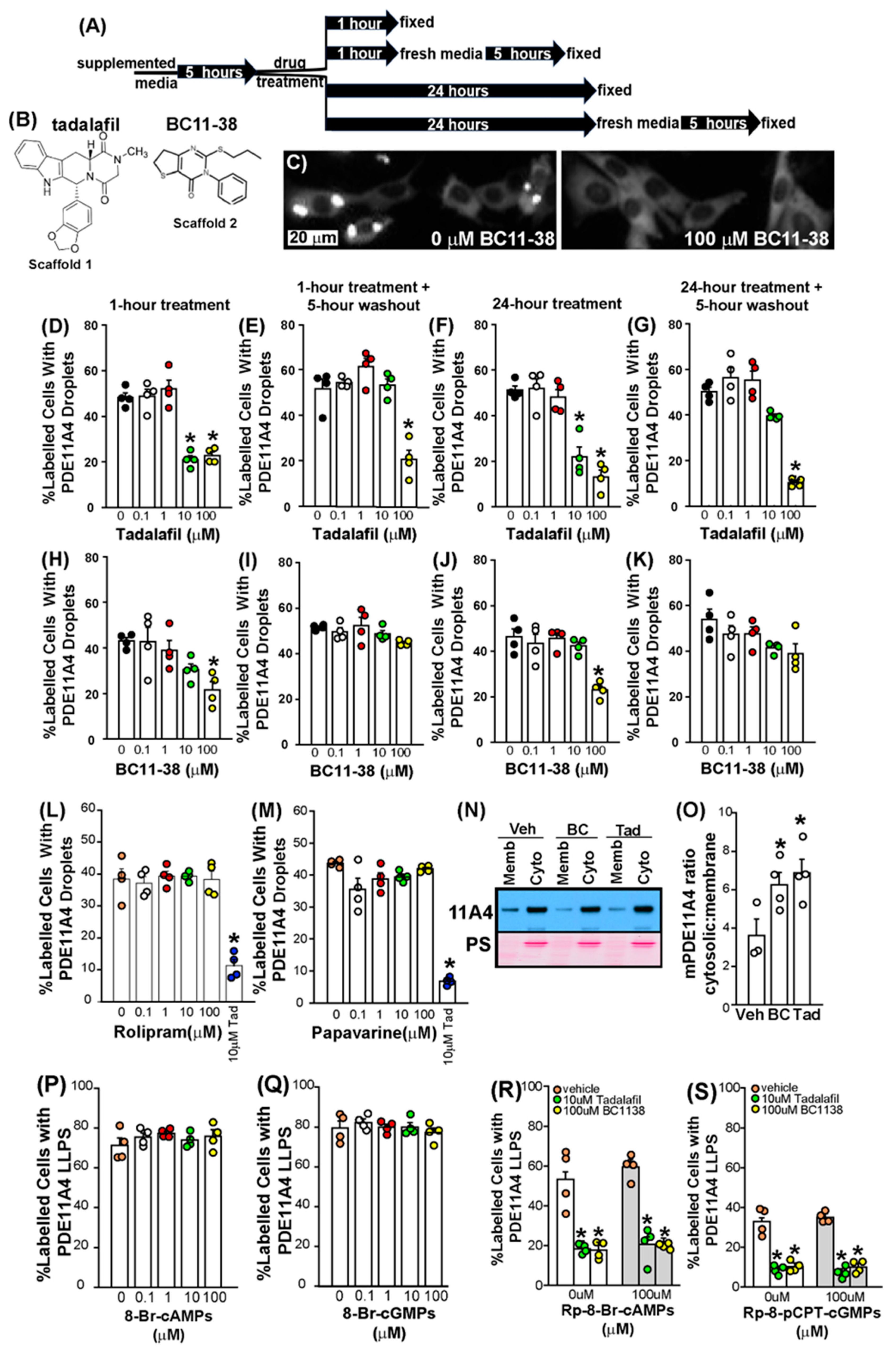 Cells 14 00897 g003 Cells 14 00897 g003