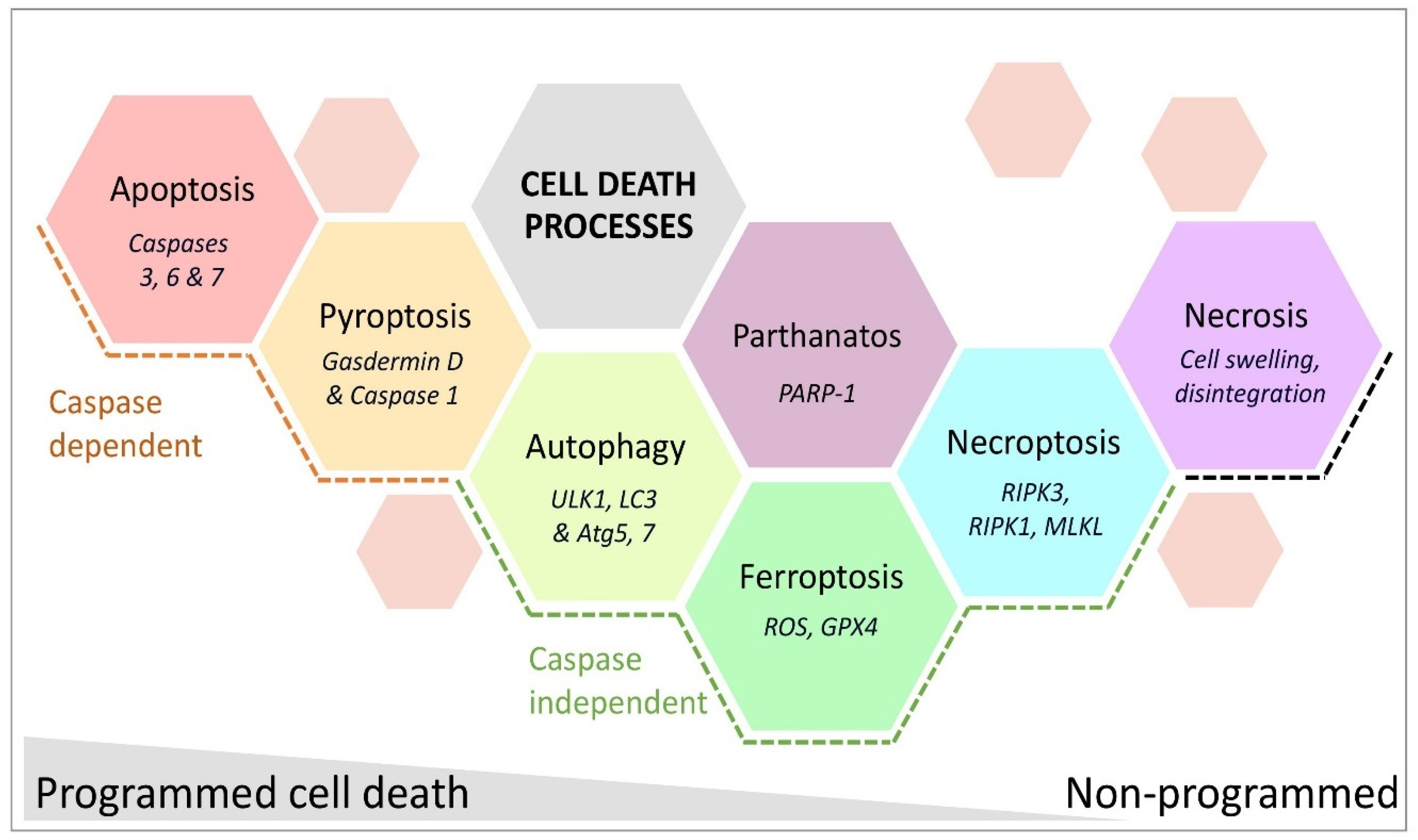 Cells 14 00910 g003 Cells 14 00910 g003