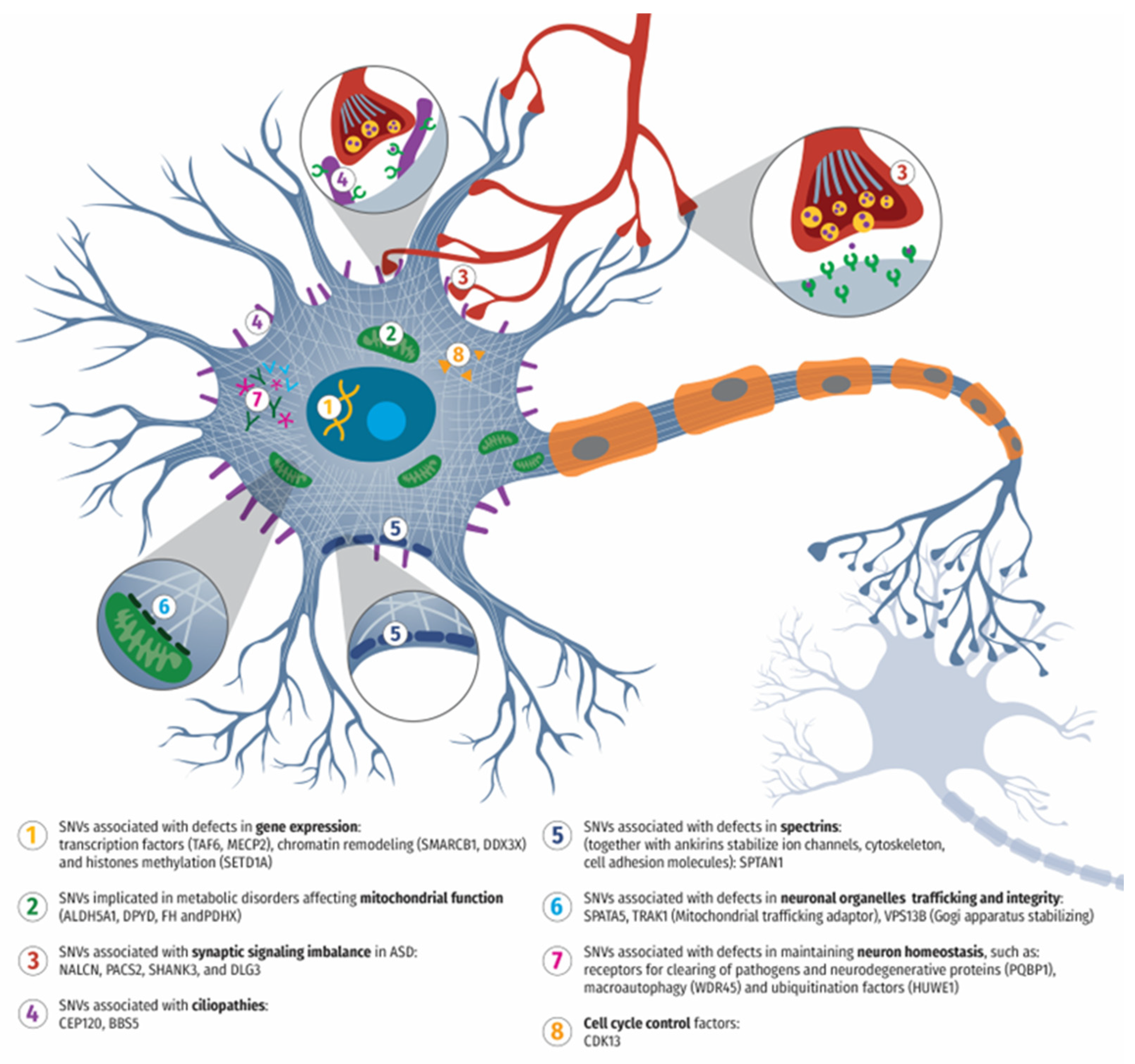 Cells 14 00915 g001