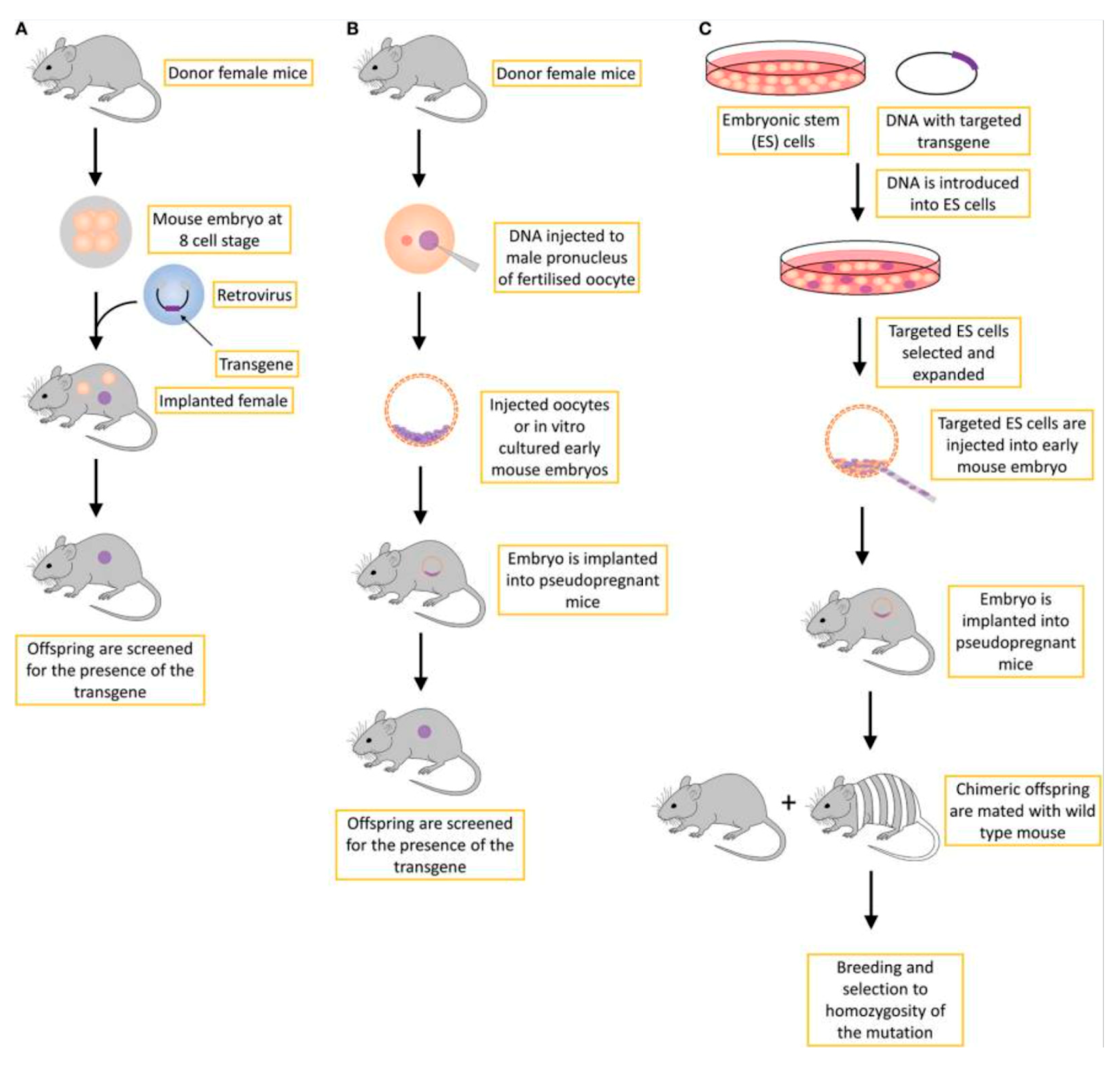 Cells 14 00979 g002 Cells 14 00979 g002
