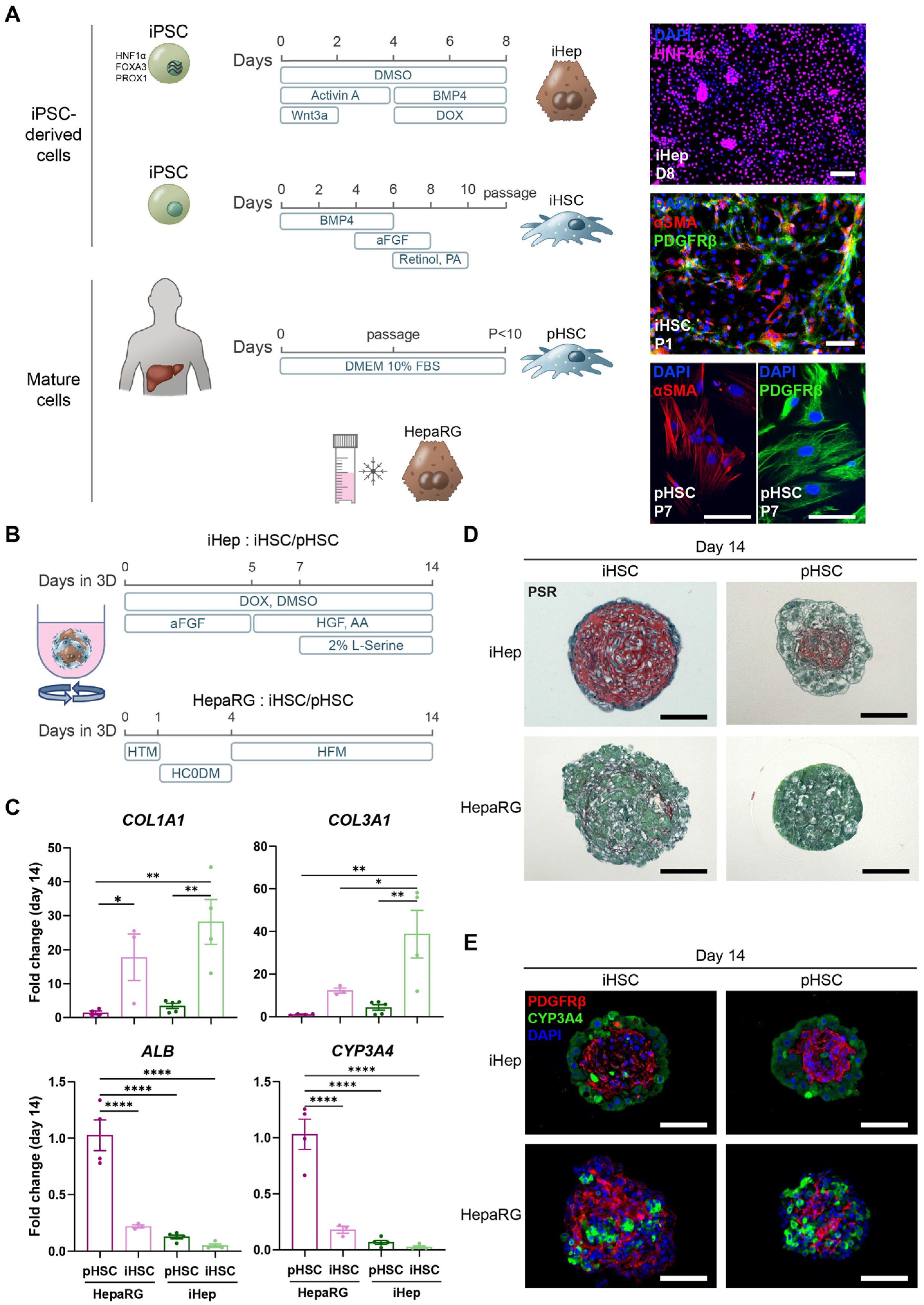 Cells 14 00983 g001 Cells 14 00983 g001
