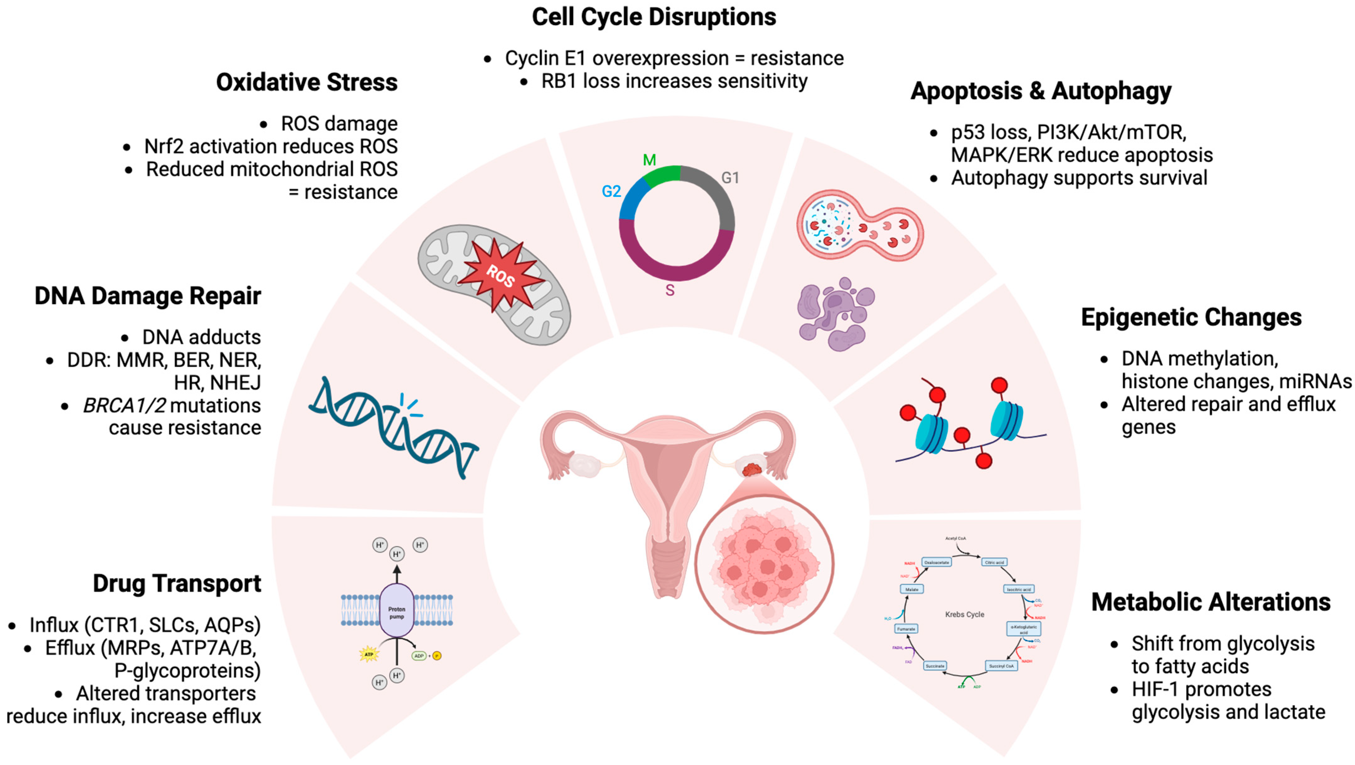 Cells 14 00995 g001 Cells 14 00995 g001